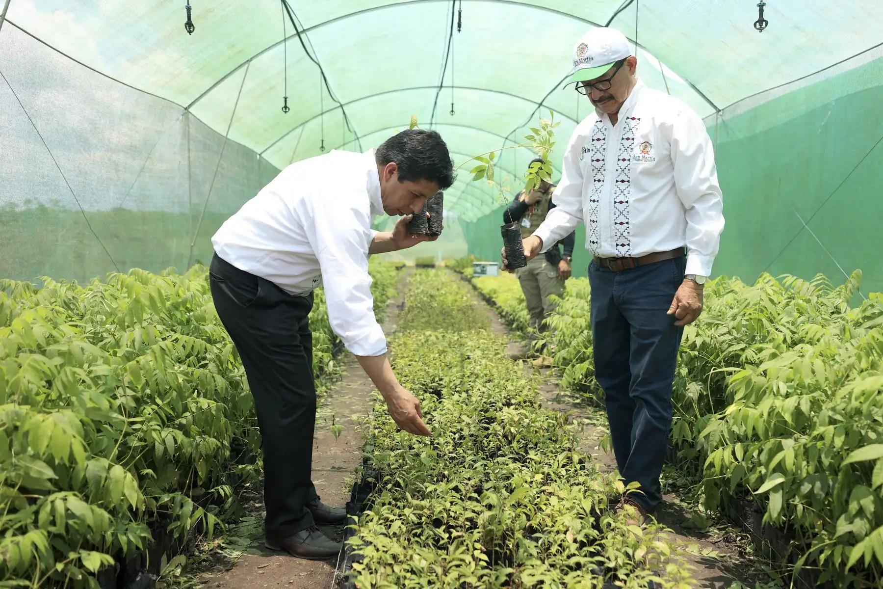 El presidente de la República, Pedro Castillo, realiza recorrido a la granja ganadera de Calzada, ubicada en el distrito de Calzada, provincia Moyobamba, región San Martín.Foto: ANDINA/Prensa Presidencia