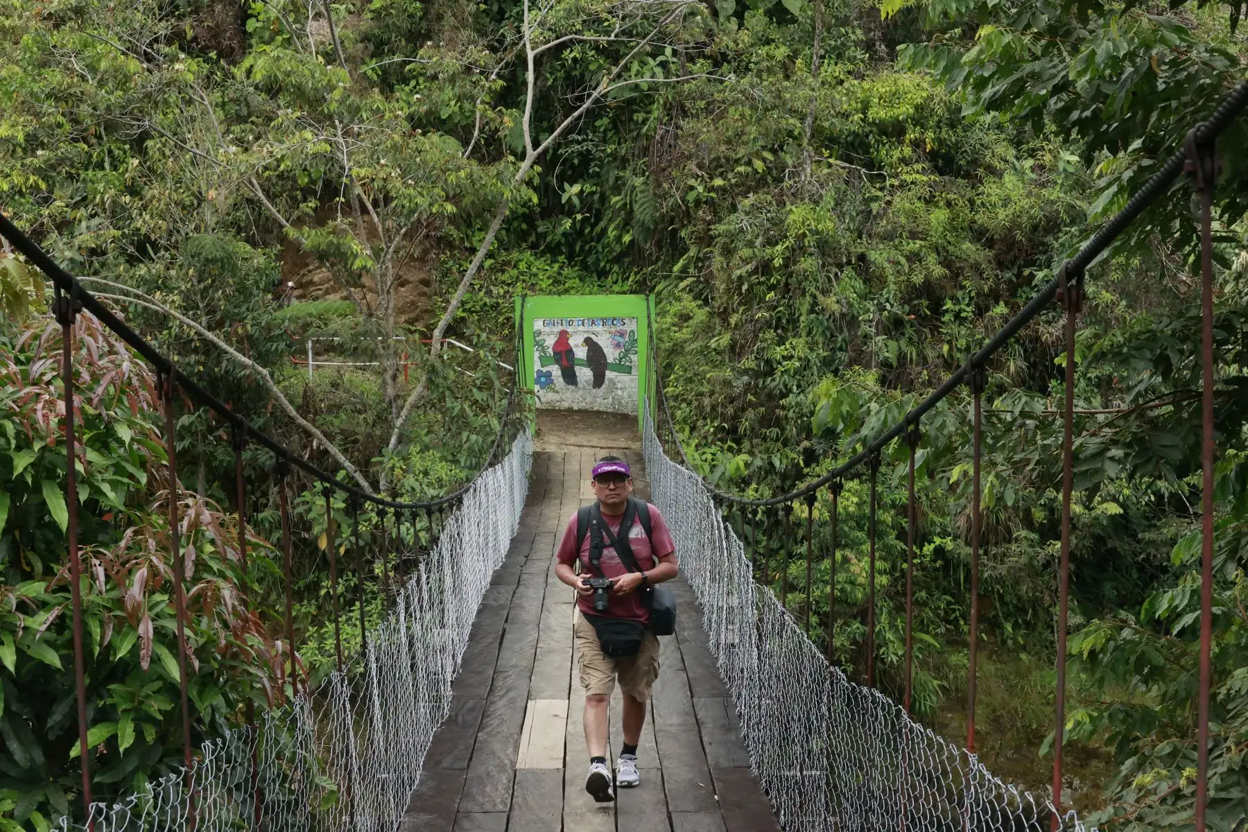 La caminata es corta, aproximadamente de 15 minutos. Lo primero que se observa al iniciar el sendero, después de cruzar el puente colgante, es una colonia de mariposas monarcas: inofensivos lepidópteros de brillantes alas color anaranjado, con venas negras y manchas blancas a lo largo de los bordes. Foto: ANDINA/Melina Mejía