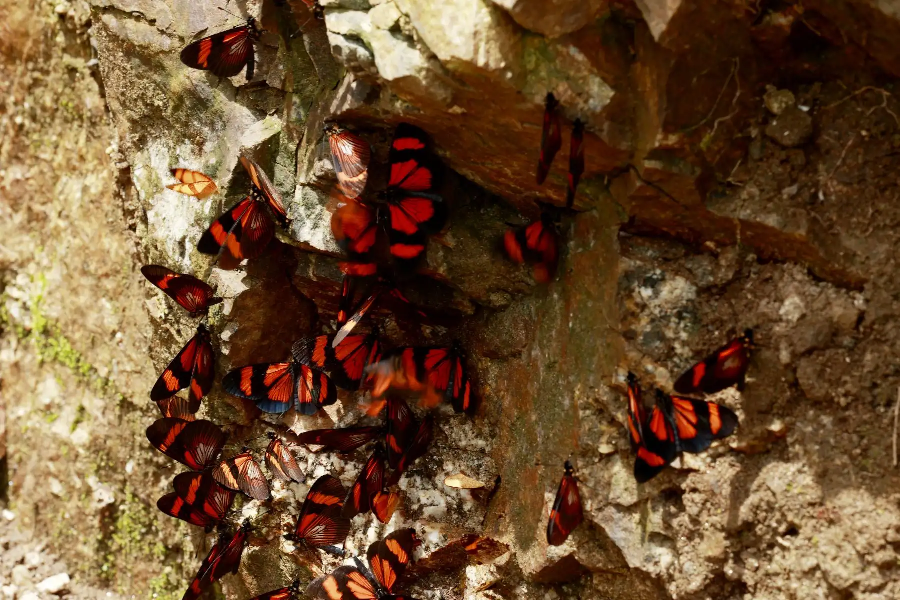 Colonia de mariposas monarcas: inofensivos lepidópteros de brillantes alas color anaranjado, con venas negras y manchas blancas a lo largo de los bordes. Foto: ANDINA/Melina Mejía