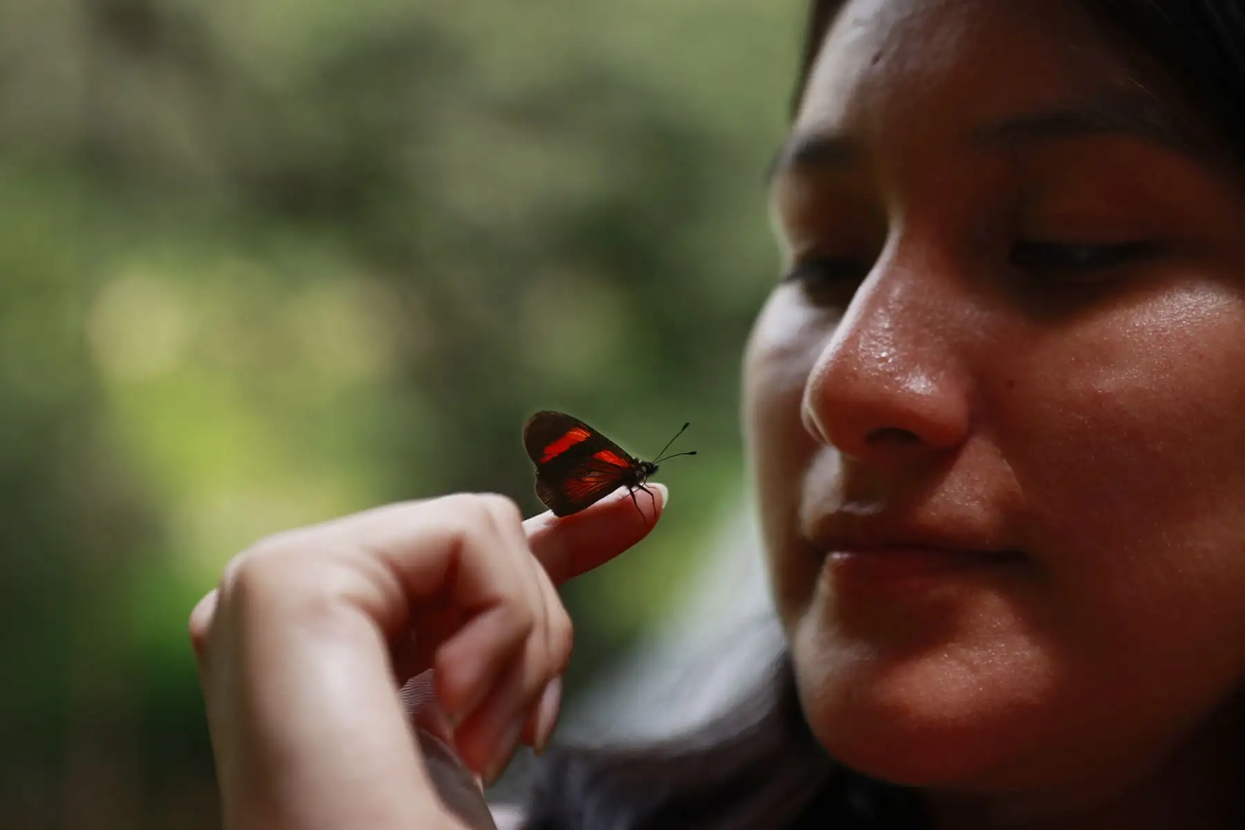 Colonia de mariposas monarcas: inofensivos lepidópteros de brillantes alas color anaranjado, con venas negras y manchas blancas a lo largo de los bordes. Foto: ANDINA/Melina Mejía