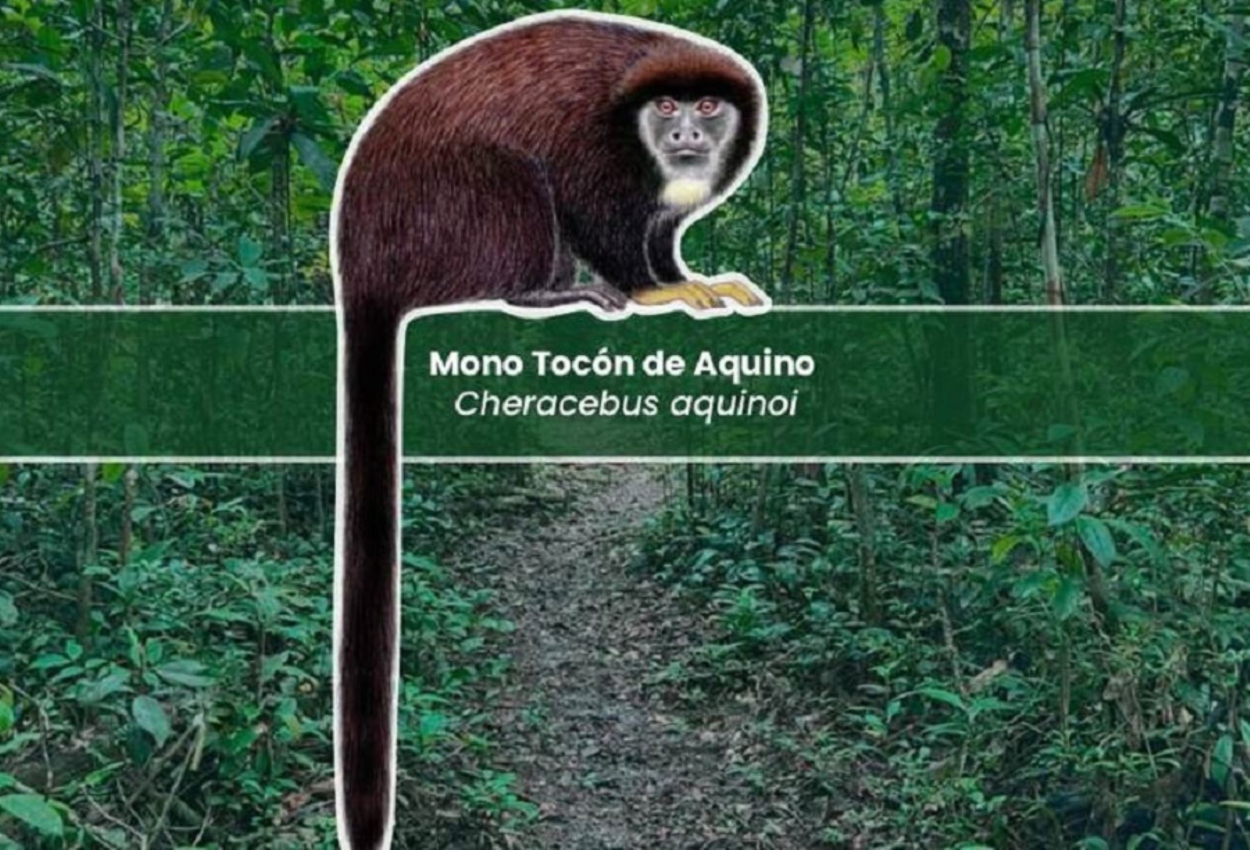 Mono tocón de Aquino (Cheracebus aquinoi) es el nombre de la nueva especie de primate descubierta por biólogos peruanos en el departamento de Loreto y que solo habita en un área restringida de los bosques de varillales y bosques ribereños, entre los ríos Nanay y Tigre, dentro de la Reserva Nacional Allpahuayo Mishana.
