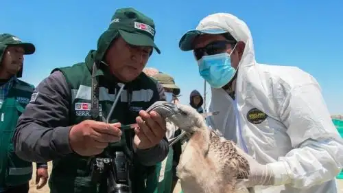 Serfor realiza primer anillamiento de parihuanas o flamencos en estuario de Virrilá, ubicado en la región Piura.