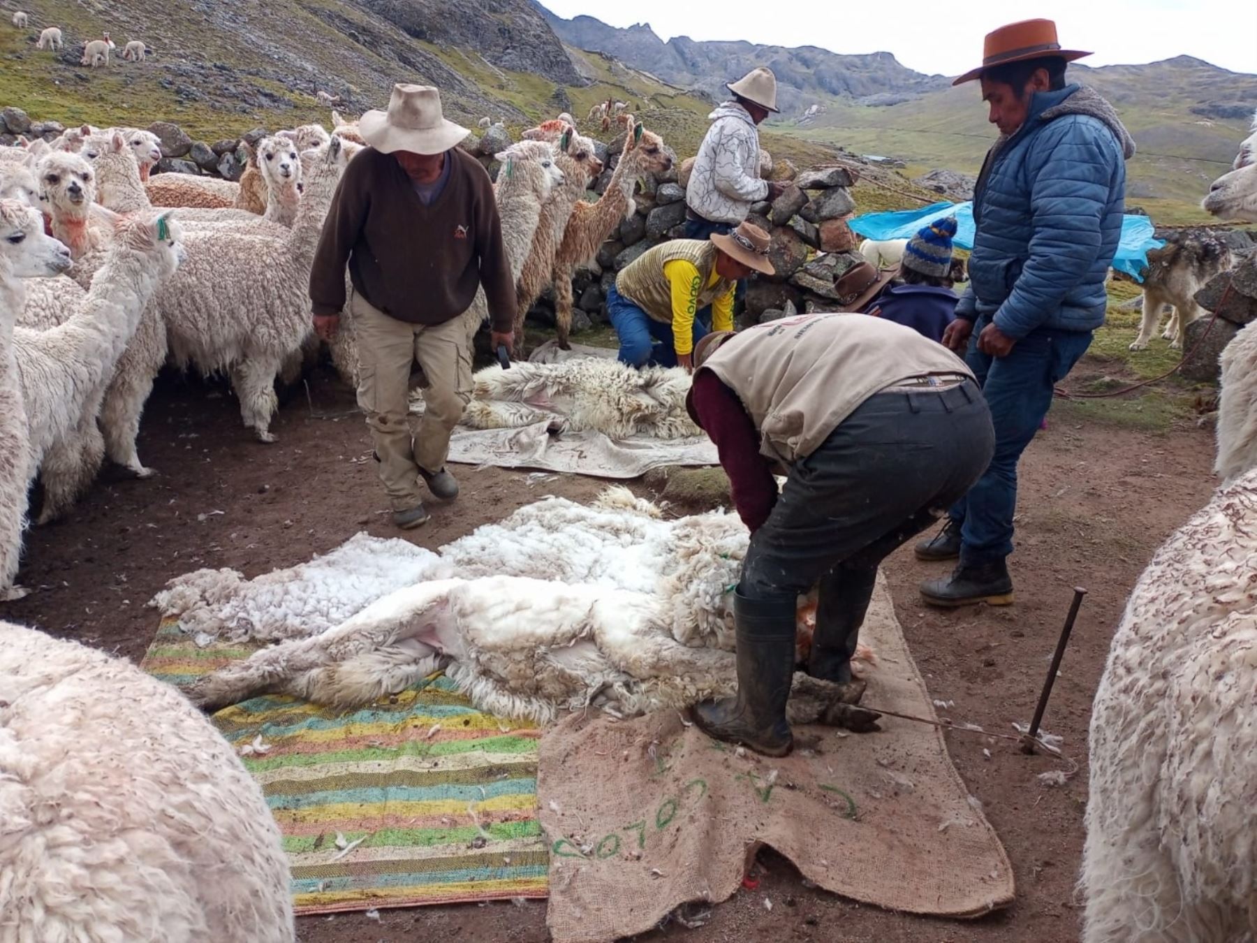 Productores de alpaca de Apurímac aprenden a categorizar y clasificar la cotizada fibra de este camélida sudamericano. ANDINA/Difusión