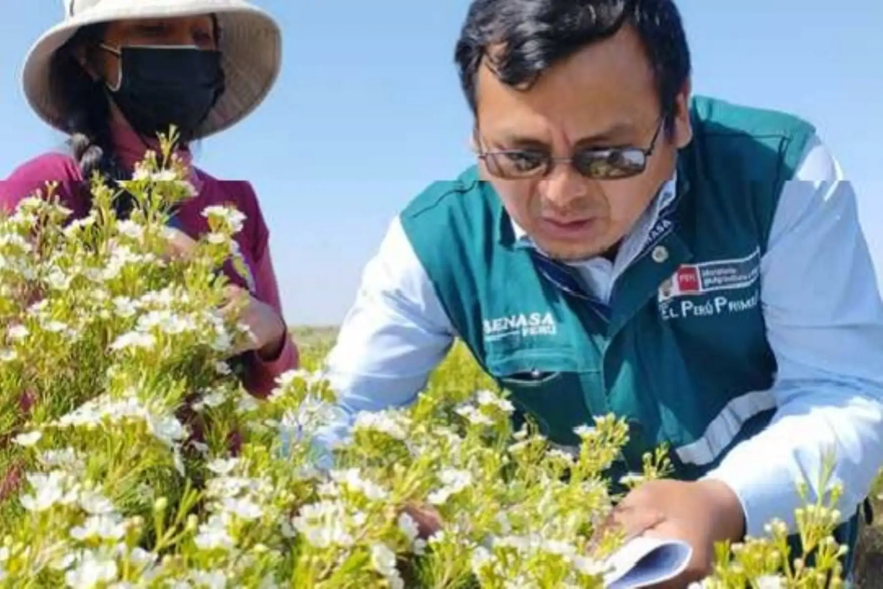 Inspector de Senasa evalúa producción de flores para la exportación. Foto: Cortesía.