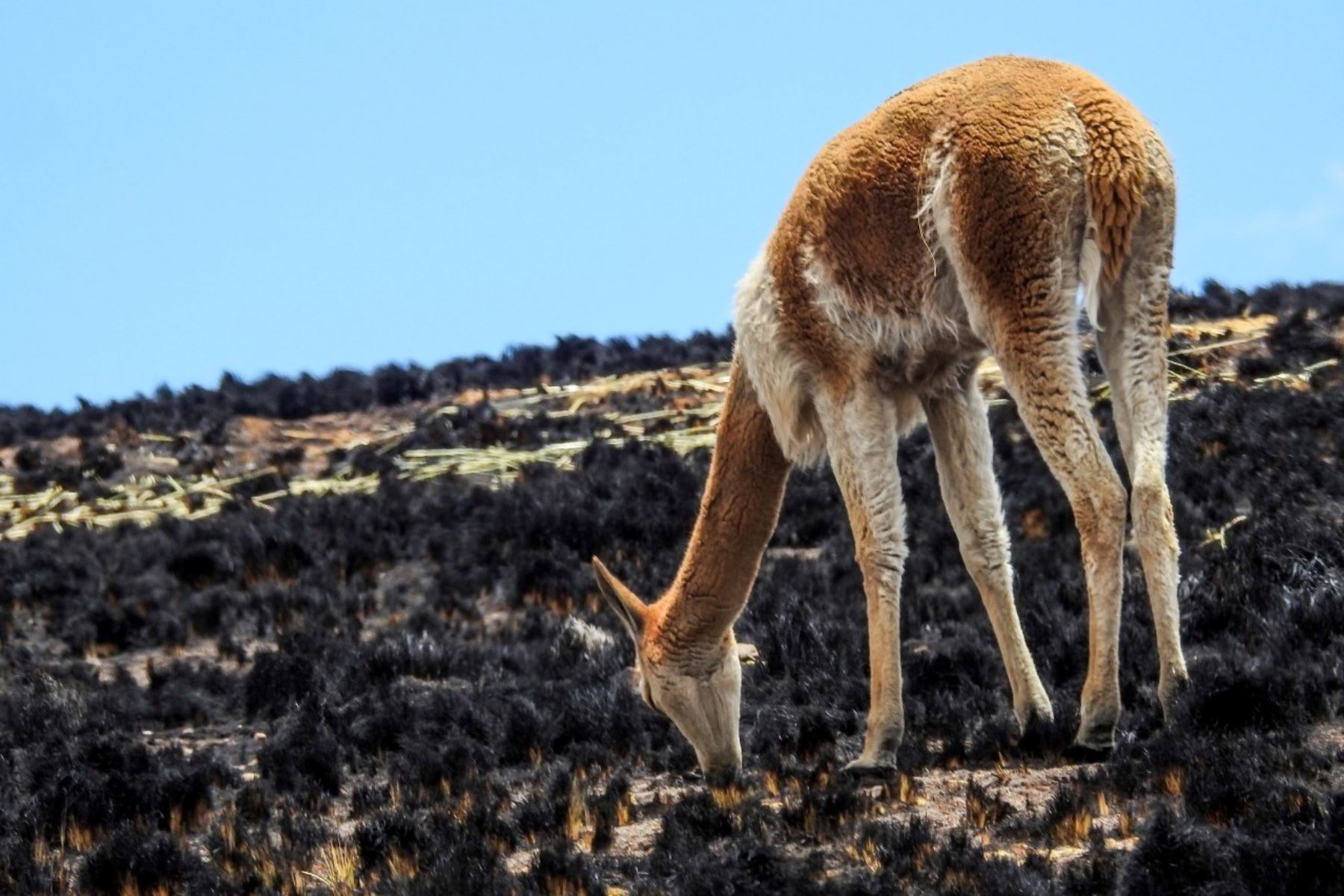 El fuego dejó graves daños en la reserva de vicuñas Pumawasi Pomacanchi. Foto: ANDINA/Percy Hurtado Santillán.