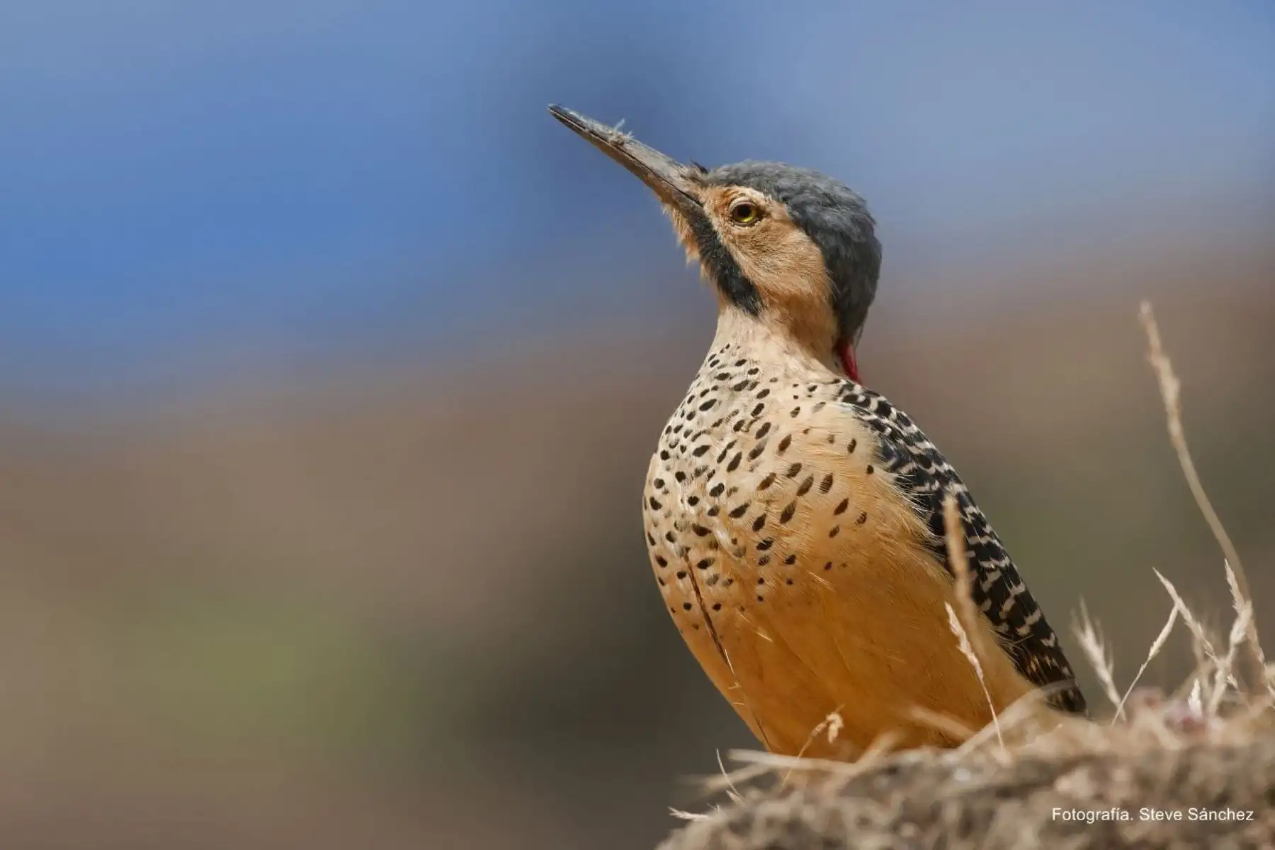 Entre el 27 y el 30 de octubre la ciudad del Cusco será sede de la XI Feria de Aves de Sudamérica. El carpintero andino, también conocido como pitío del norte es una especie de pájaro carpintero de América del Sur. Foto: Cortesía/ Steve Sánchez