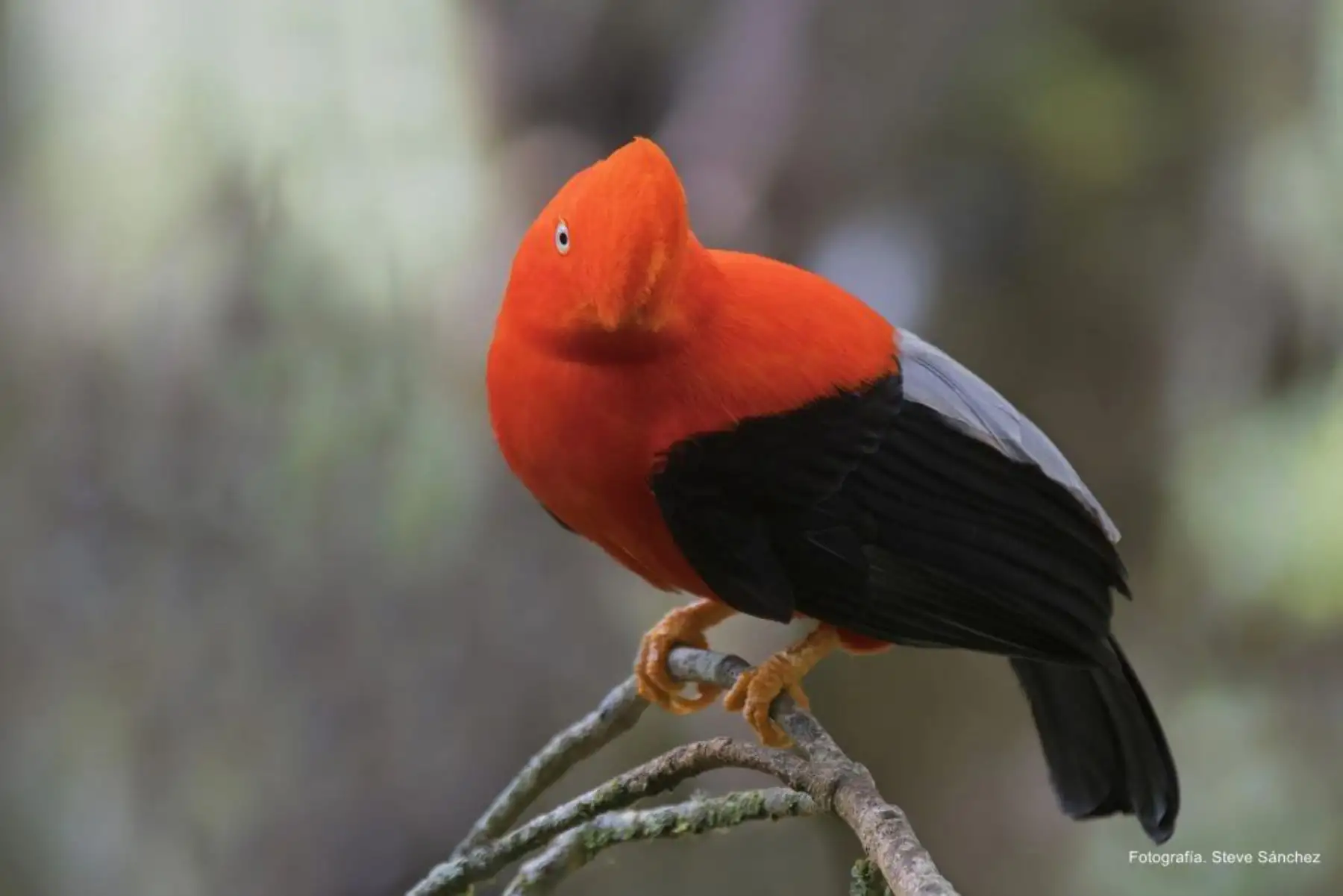 Entre el 27 y el 30 de octubre la ciudad del Cusco será sede de la XI Feria de Aves de Sudamérica. Rupicola peruvianus, el gallito de las rocas peruano. : Cortesía/ Steve Sánchez