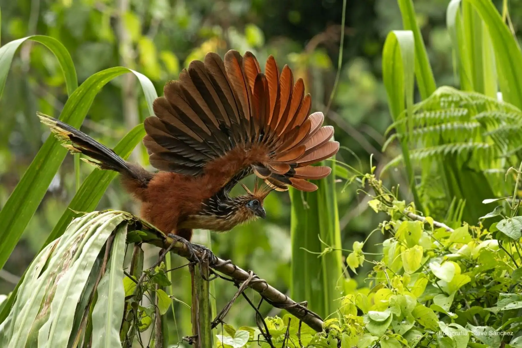 Entre el 27 y el 30 de octubre la ciudad del Cusco será sede de la XI Feria de Aves de Sudamérica. El hoacin, también conocido como hoatzin. Foto: Cortesía/ Steve Sánchez