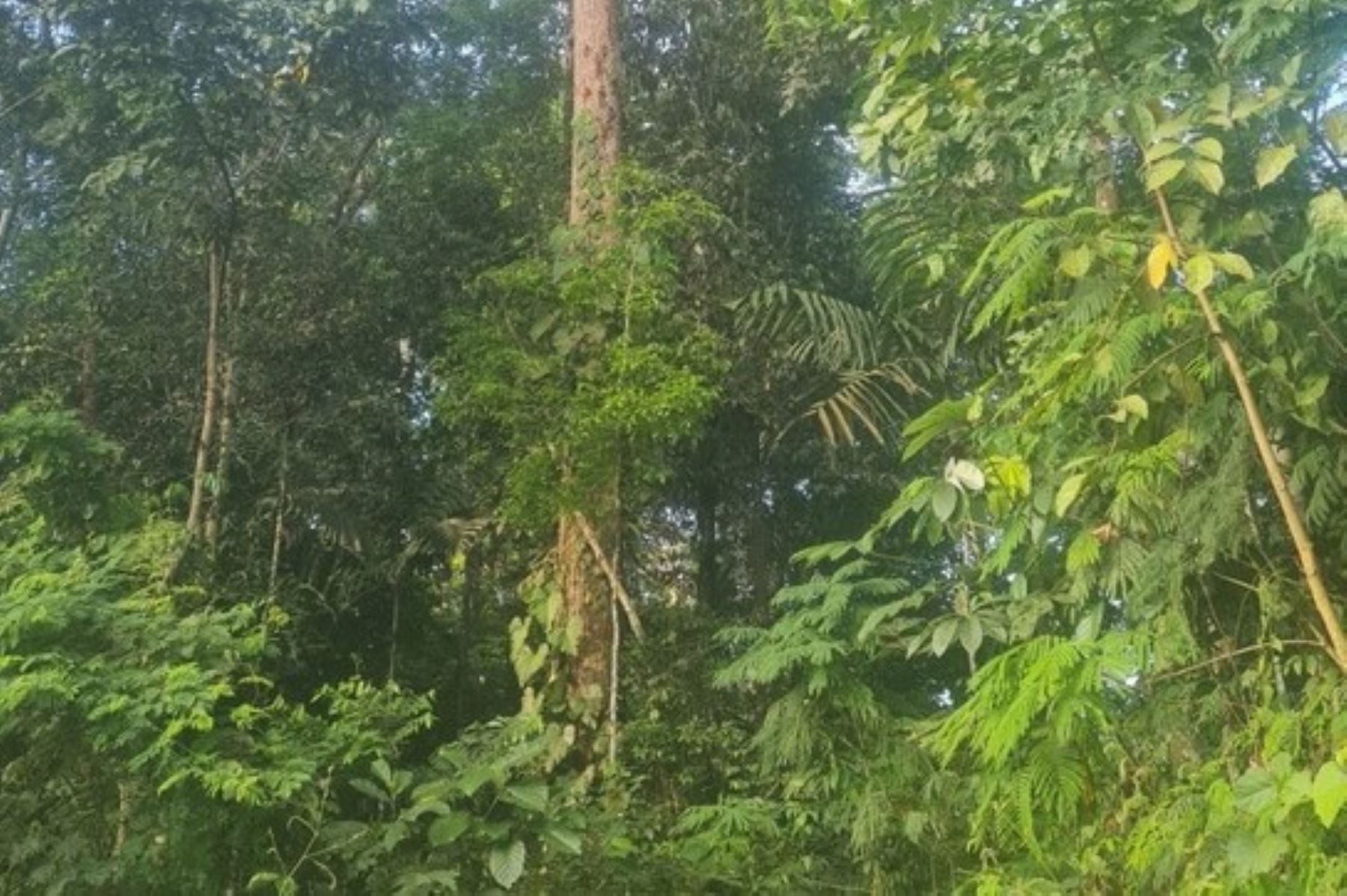 Misión del Banco Mundial destaca avances en proyecto de conservación de bosques en la región Ucayali. Foto: ANDINA/difusión.
