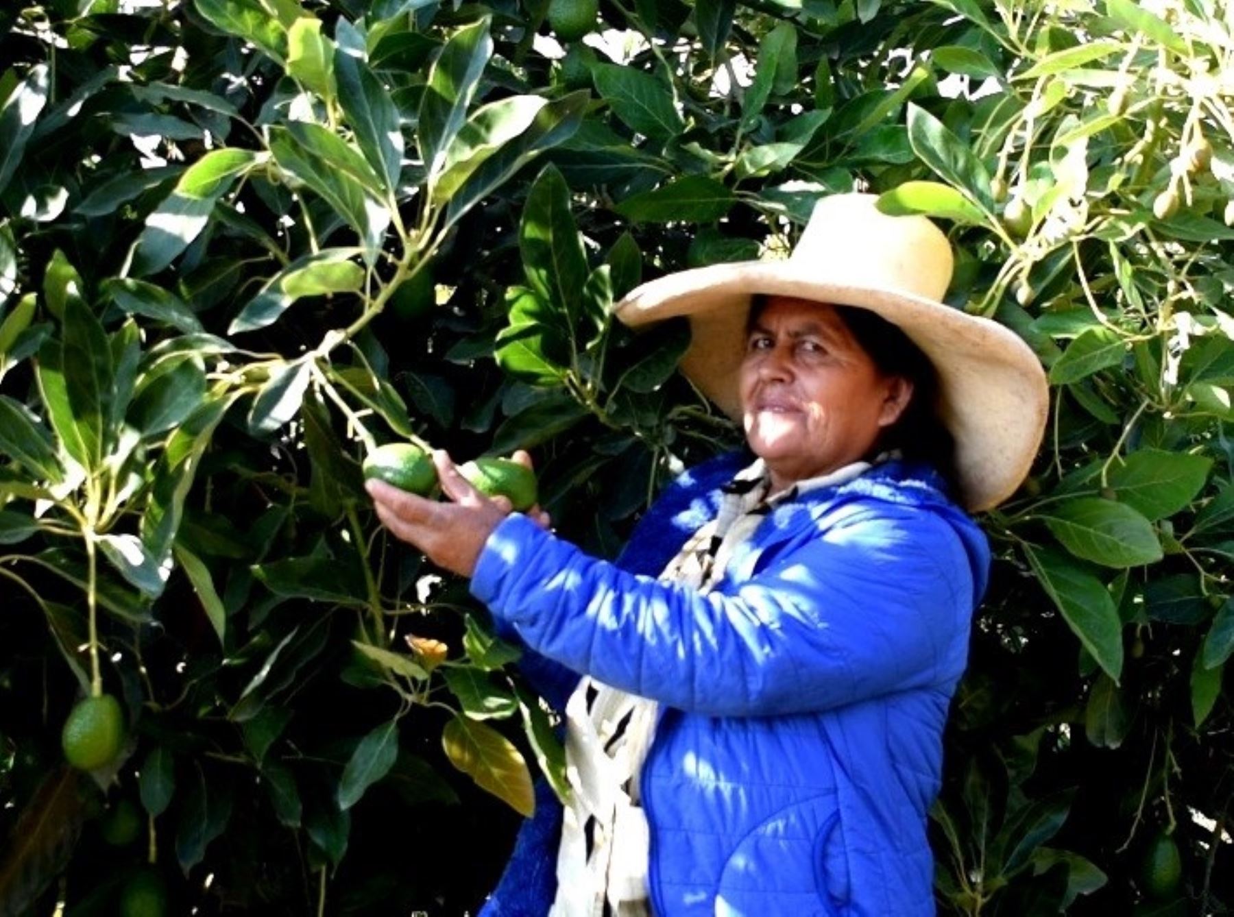 Clotilda Román se ha convertido en una ejemplar productora en su pueblo Cochorco, ubicado en la provincia de Sánchez Carrión, región La Libertad. Su apuesta por el cultivo de palta la ha convertido en una exitosa emprendedora. Foto: Luis Puell