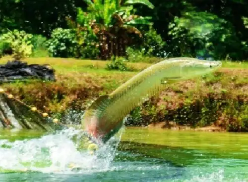 Estudio científico desarrollado por investigadores del IIAP aplica genética molecular para la conservación y mejoramiento de peces amazónicos de la región Loreto. ANDINA/Difusión
