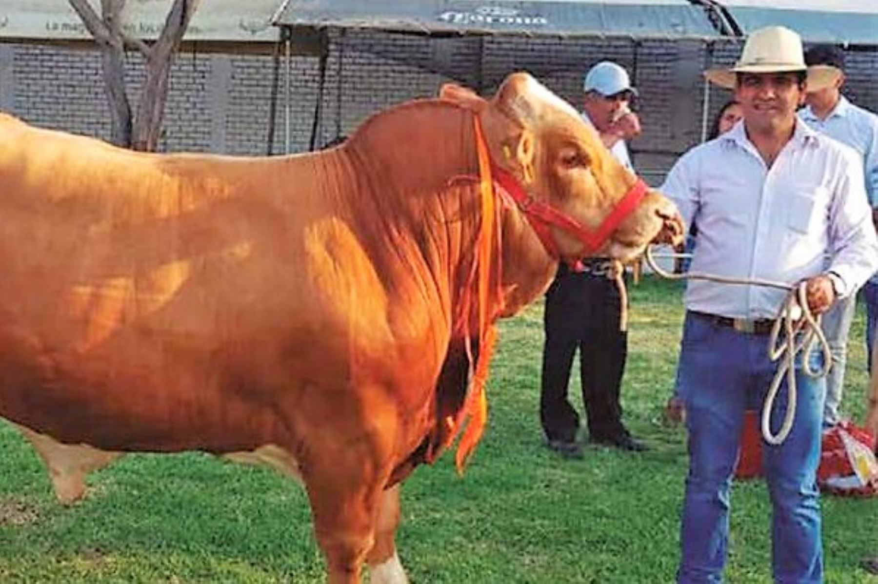 Presentan actividades de la Feria Internacional de Ganadería 2022 en Lambayeque: Foto: ANDINA/Difusión.