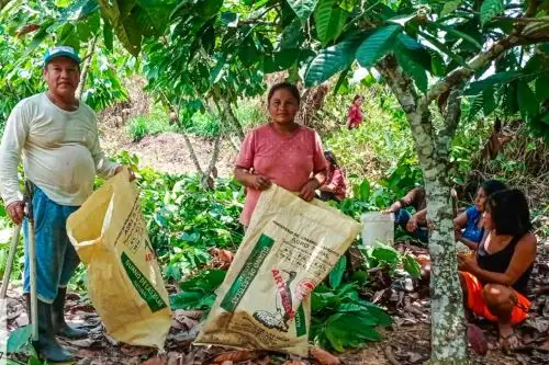 El guano de las islas proviene de las aves marinas y es considerado un superfertilizante porque favorece el crecimiento, desarrollo y producción de los cultivos. Foto: Devida