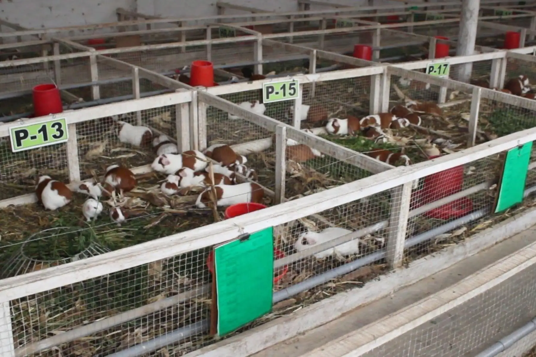 El consumo de carne de cuy aporta nutrientes, como proteínas, vitaminas y minerales, y refuerza el sistema inmunológico del organismo contra las infecciones.