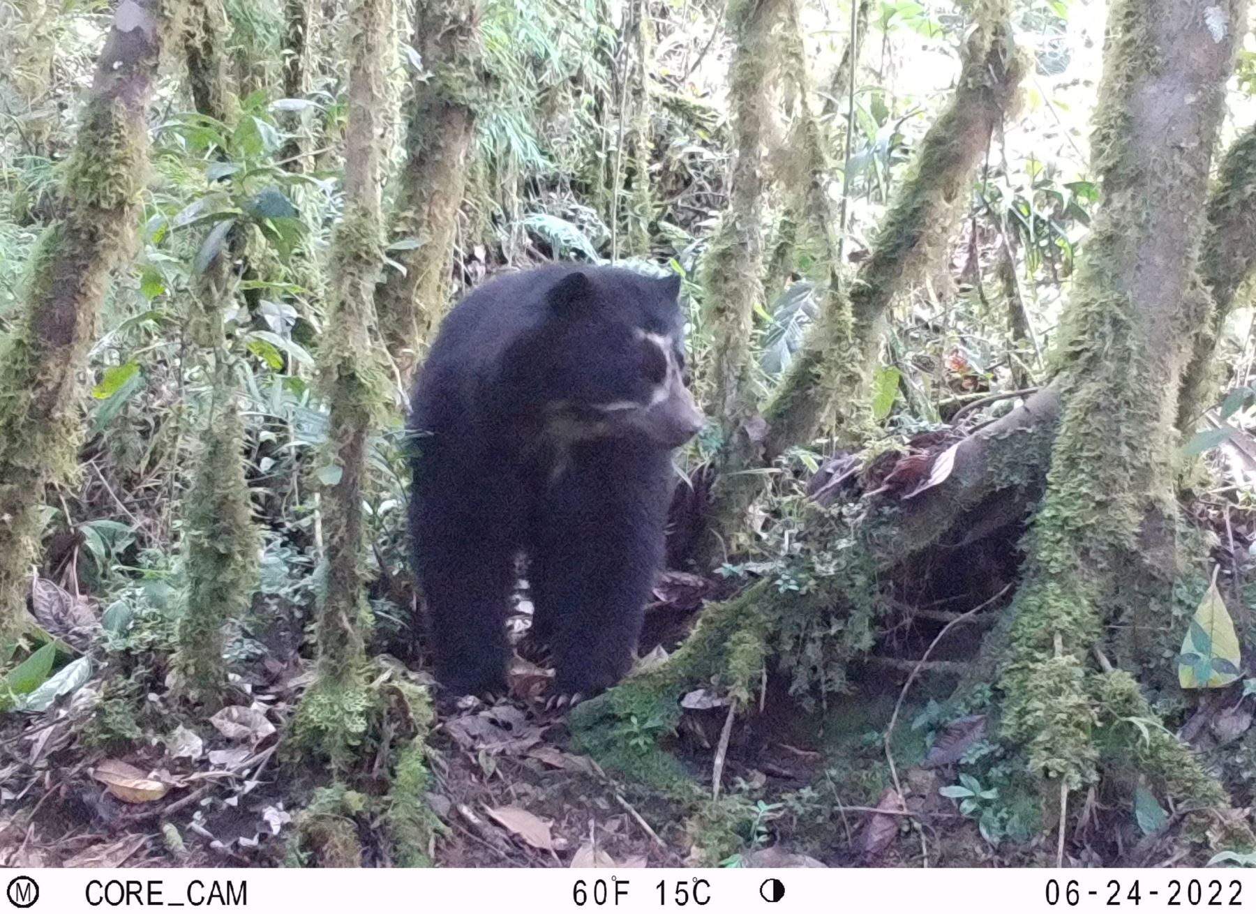 Cámaras trampa confirman la presencia del oso andino en el Parque Nacional Yanachaga Chemillén, área natural protegida ubicada en la provincia de Oxapampa, región Pasco. ANDINA/Difusión