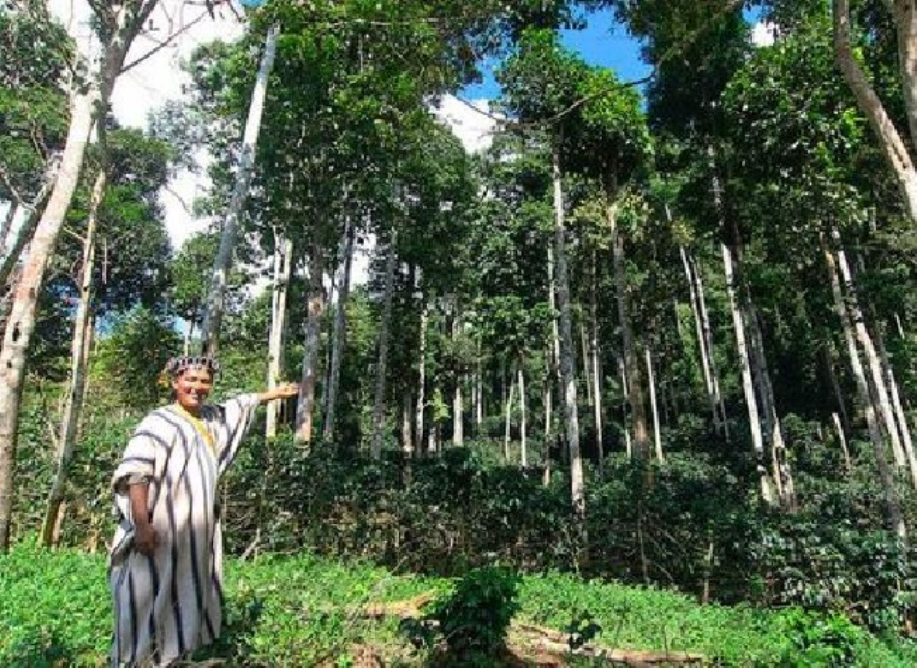 El Ministerio del Ambiente lanzará mañana la campaña "Viva el bosque", que busca sensibilizar a la ciudadanía sobre el valor de dicho ecosistema y la importancia ambiental, social y económica de su conservación. ANDINA/Difusión