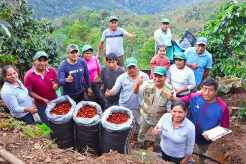 Un total de 50 pequeñas asociaciones y cooperativas cafetaleras del Vraem, de las 100 conformadas en los 17 distritos que cultivan este grano a lo largo del valle, participará en la VI Feria Internacional de Cafés Especiales-Ficafé 2022, que se realizará del 28 al 31 de octubre en la ciudad de Ayacucho.