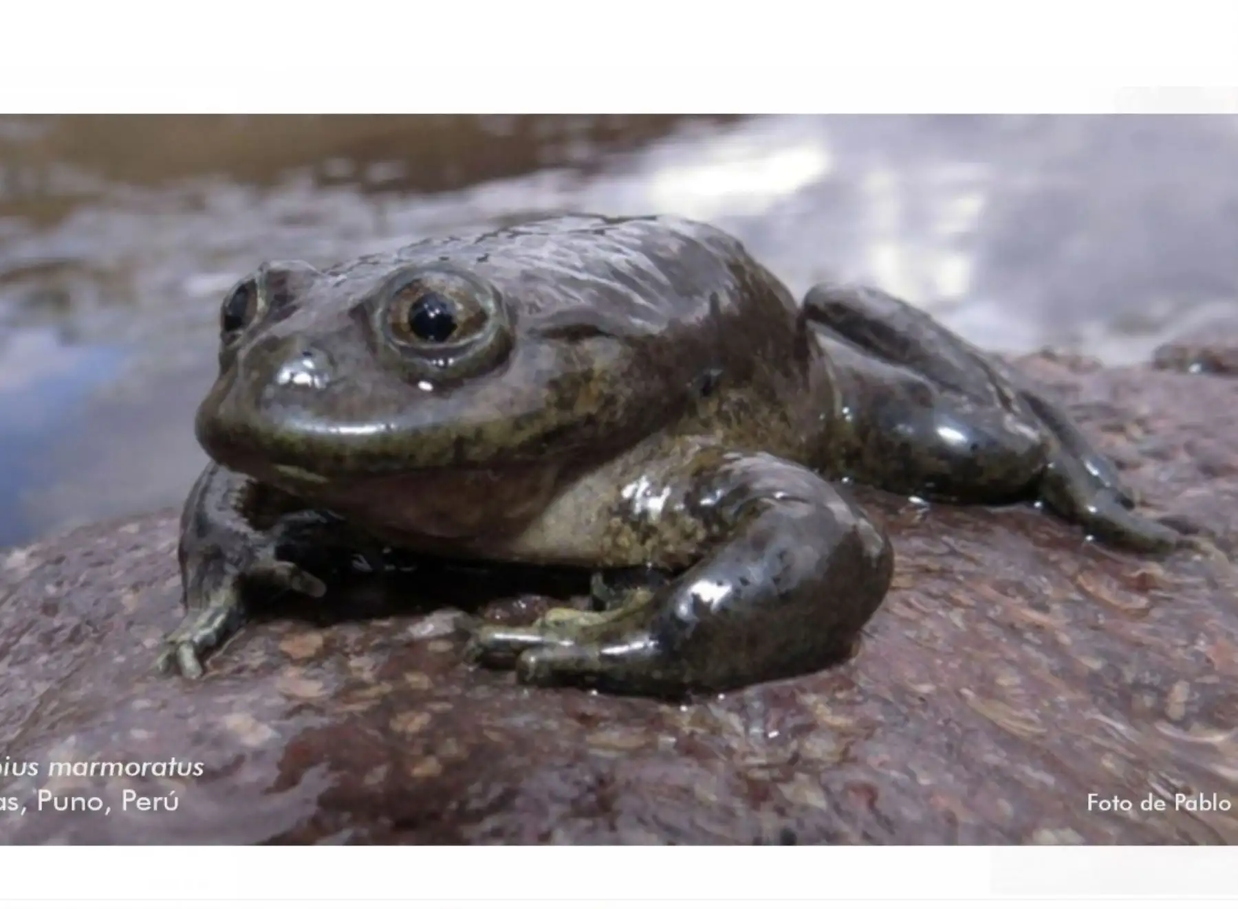 Investigación científica revela la existencia de hasta 10 nuevas especies de ranas en altiplano andino, informó el Museo de Historia Natural de la Universidad Nacional Mayor de San Marcos.