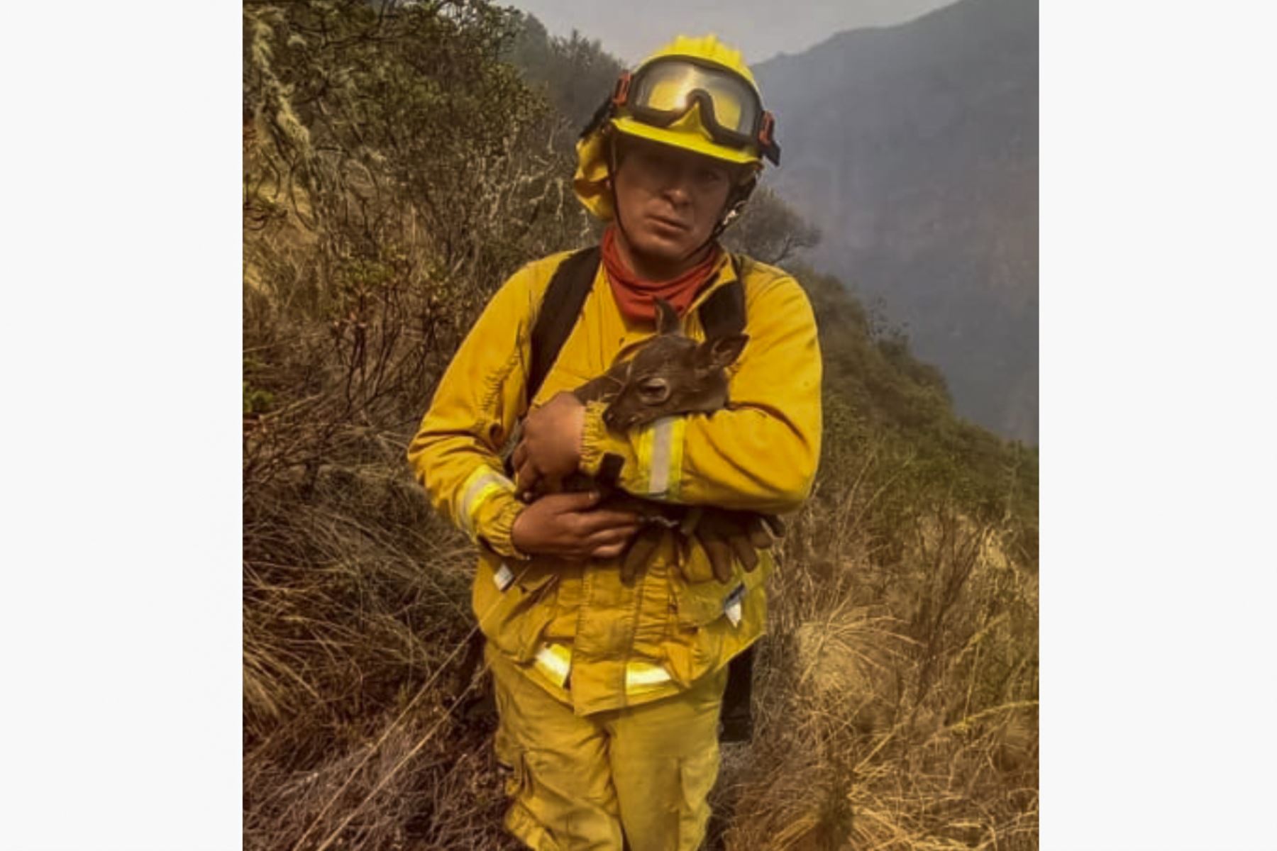 Cría de venado cola blanca fue rescatado por guardaparques bomberos forestales que luchan por controlar incendio forestal. Foto: ANDINA/Sernanp