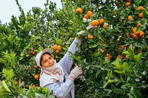 Mujeres trabajando en la cosecha de productos. Fuente Cortesía.