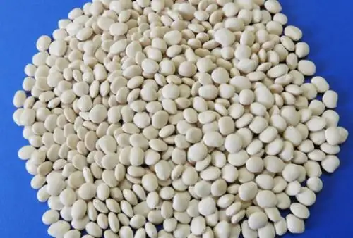 Los agricultores de la sierra central del Perú, en especial del Valle del Mantaro, están siendo testigos directos de los formidables atributos del “Tarwi Masacanchino”, variedad de esta leguminosa oriunda del Perú, considerada un superalimento y desarrollada por el Instituto Nacional de Innovación Agraria (INIA), que destaca por su alto valor genético, nutricional, rendimiento productivo y excelente resistencia a las plagas.