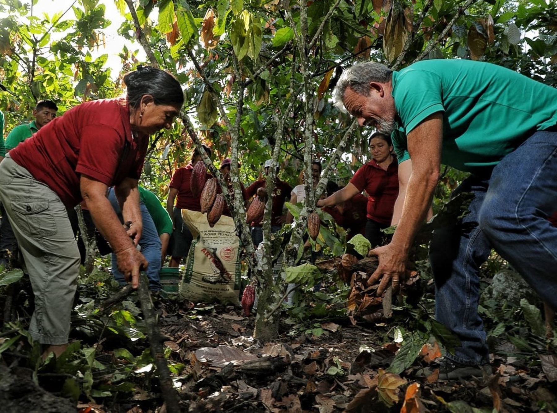 Más de 40 toneladas de guano de las islas entregó Devida a productores de cacao orgánico del Vraem.