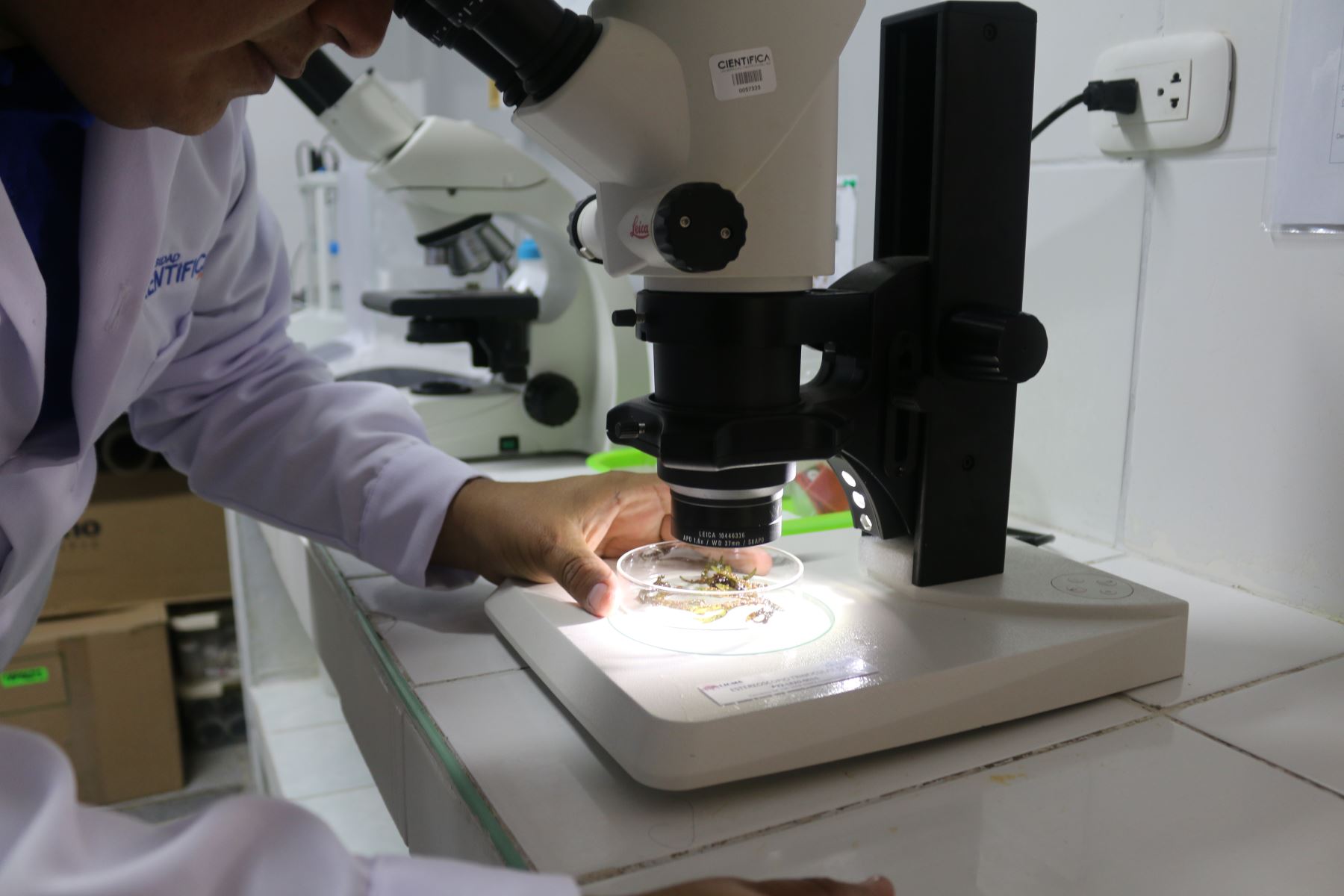 Investigación busca revalorizar las macroalgas de la región Ica en la industria nutraceútica. Foto: Yerson Collave/Ucsur