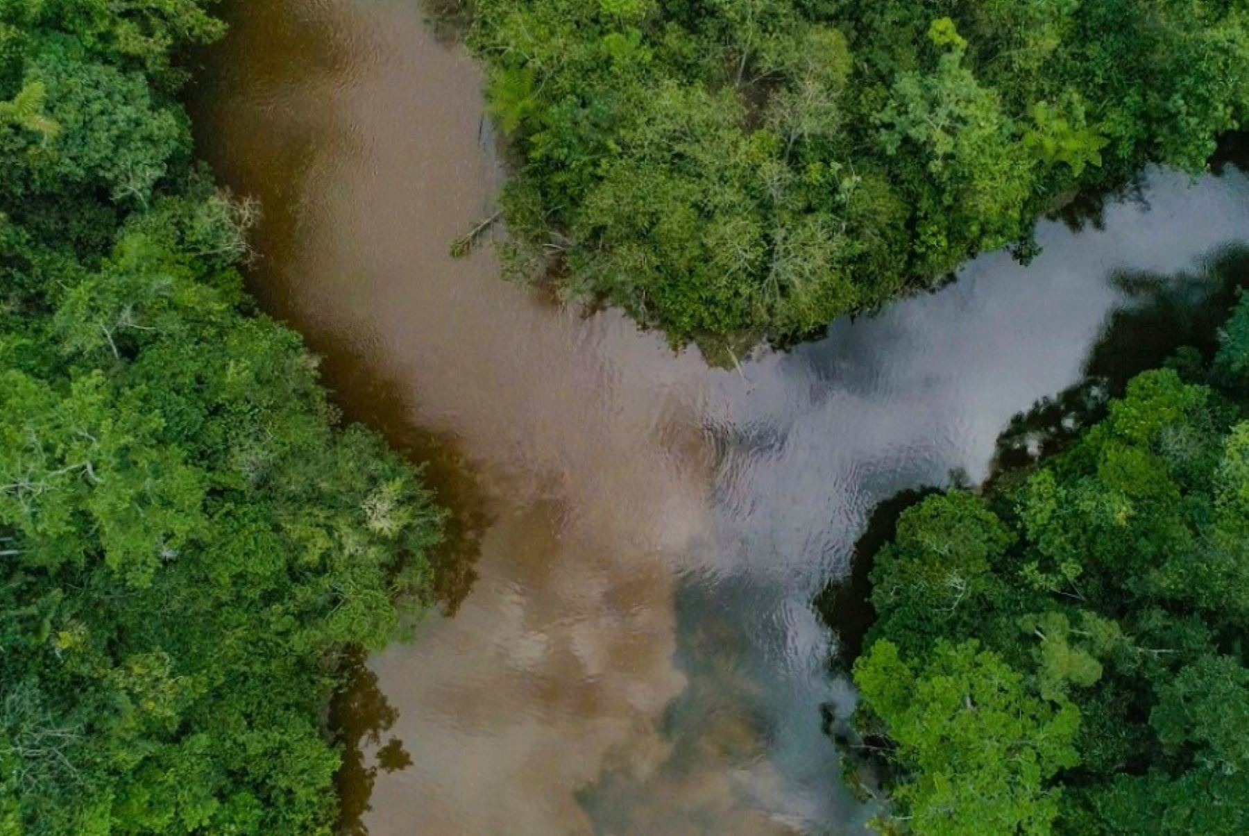 El bosque de protección Alto Mayo busca proteger las cuencas hidrográficas, la vegetación boscosa y la vida silvestre. Foto: ANDINA/Difusión