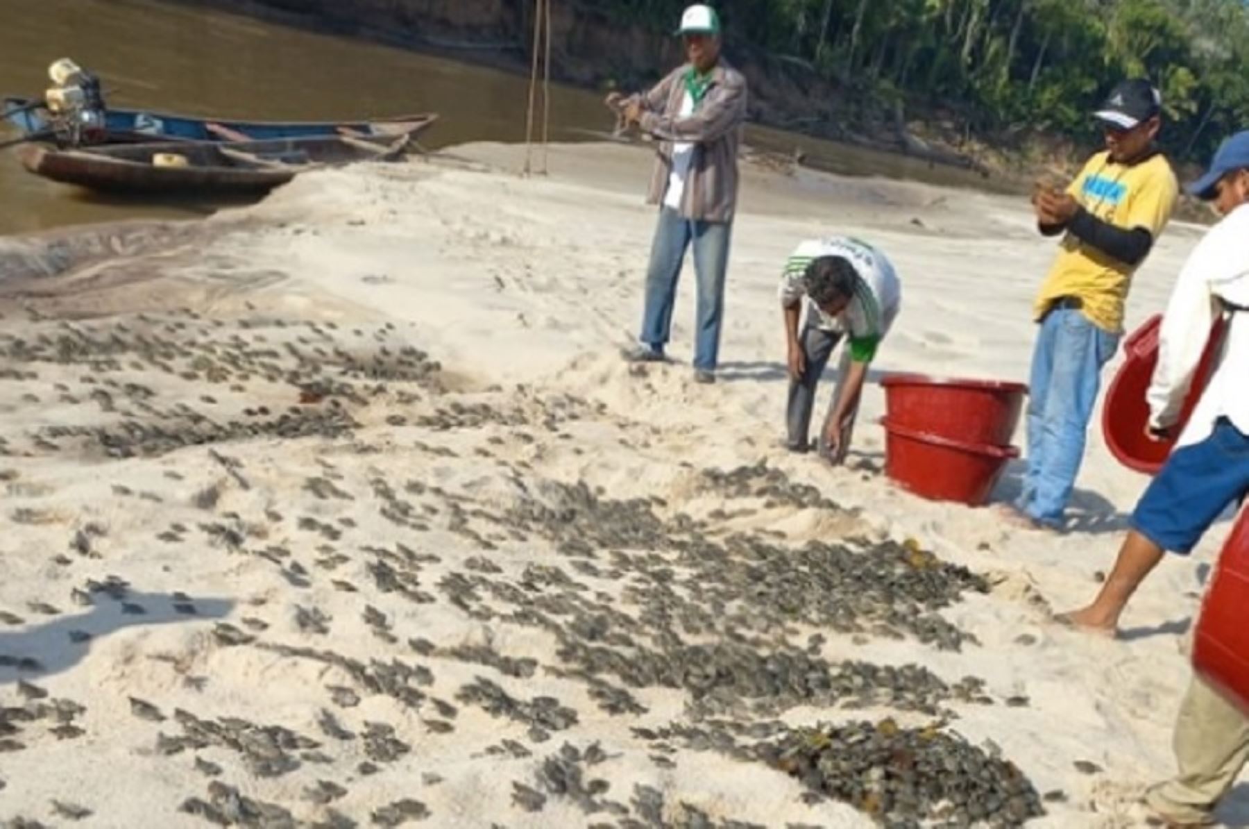 El Sernanp promovió la liberación de más de 6,000 tortugas acuáticas en las cochas de los ríos Cushabatay y Shaypaya, afluentes del río Ucayali, en el Parque Nacional Cordillera Azul.