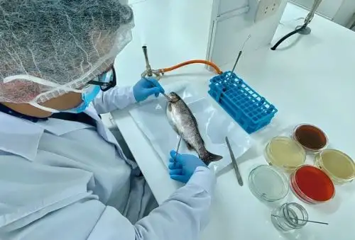 El Ministerio de la Producción, a través del Organismo Nacional de Sanidad Pesquera (Sanipes), puso en funcionamiento el Área de Biología Molecular del “Laboratorio de Sanidad Acuícola de Sanipes - Sede Puno”, el cual mediante el nuevo servicio analítico complementará la detección rápida de microorganismos patógenos causantes de enfermedades en truchas.