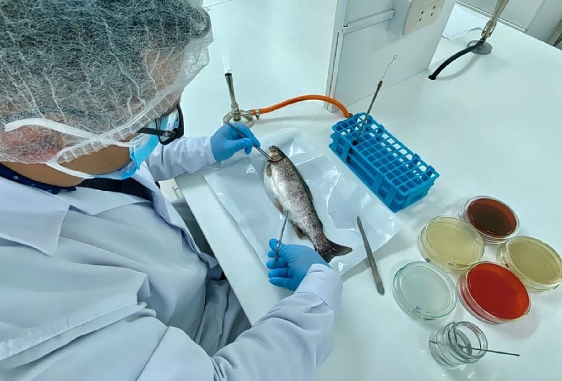 Puno : le laboratoire de santé aquacole permet une détection rapide des maladies chez la truite |  nouvelles