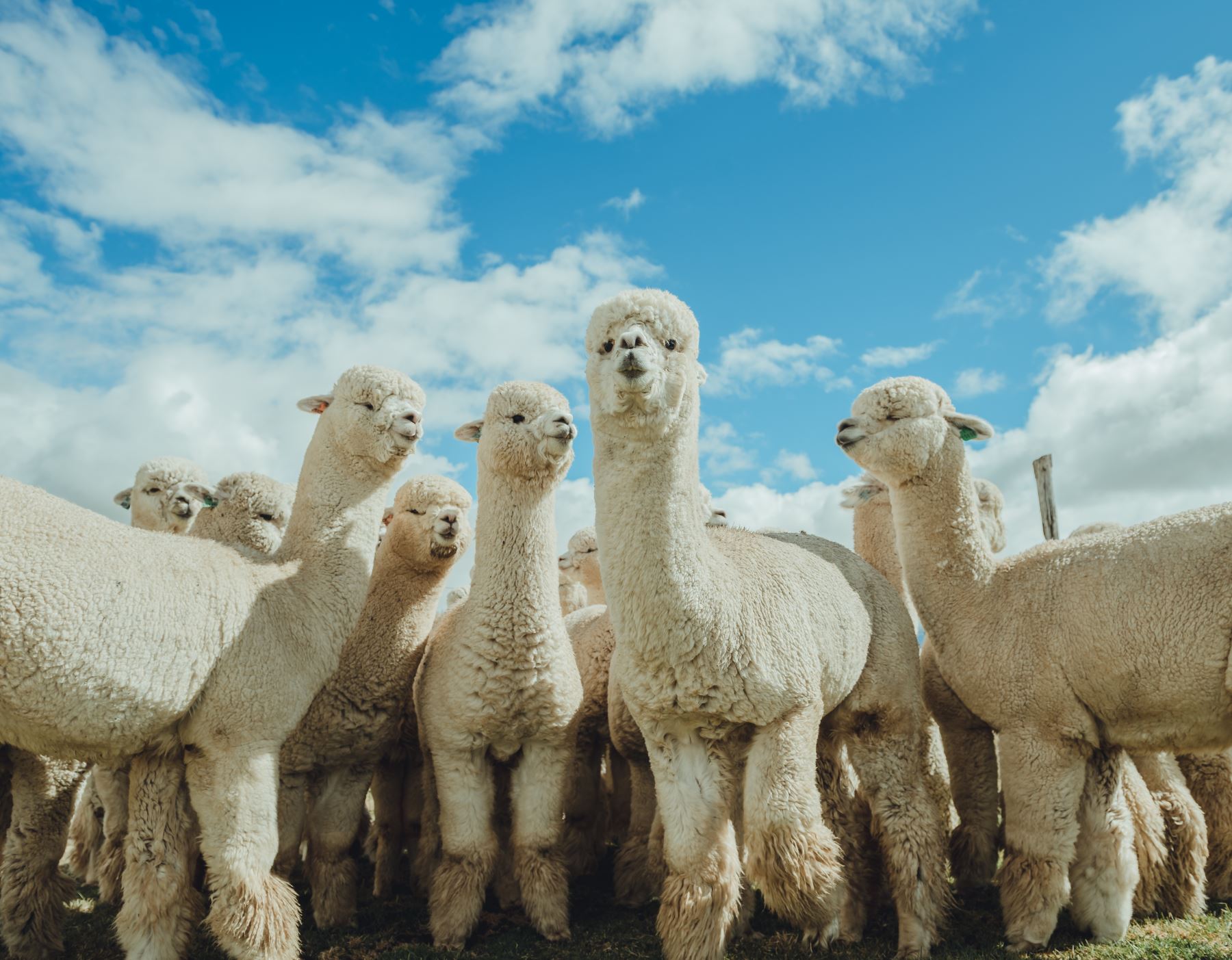 La lana de alpaca y otras fibras naturales de origen natural se abren paso en el mundo y el objetivo de los productores es promover la sostenibilidad en toda su cadena de valor que en el Perú involucra a más de 150,000 familias. ANDINA/Difusión