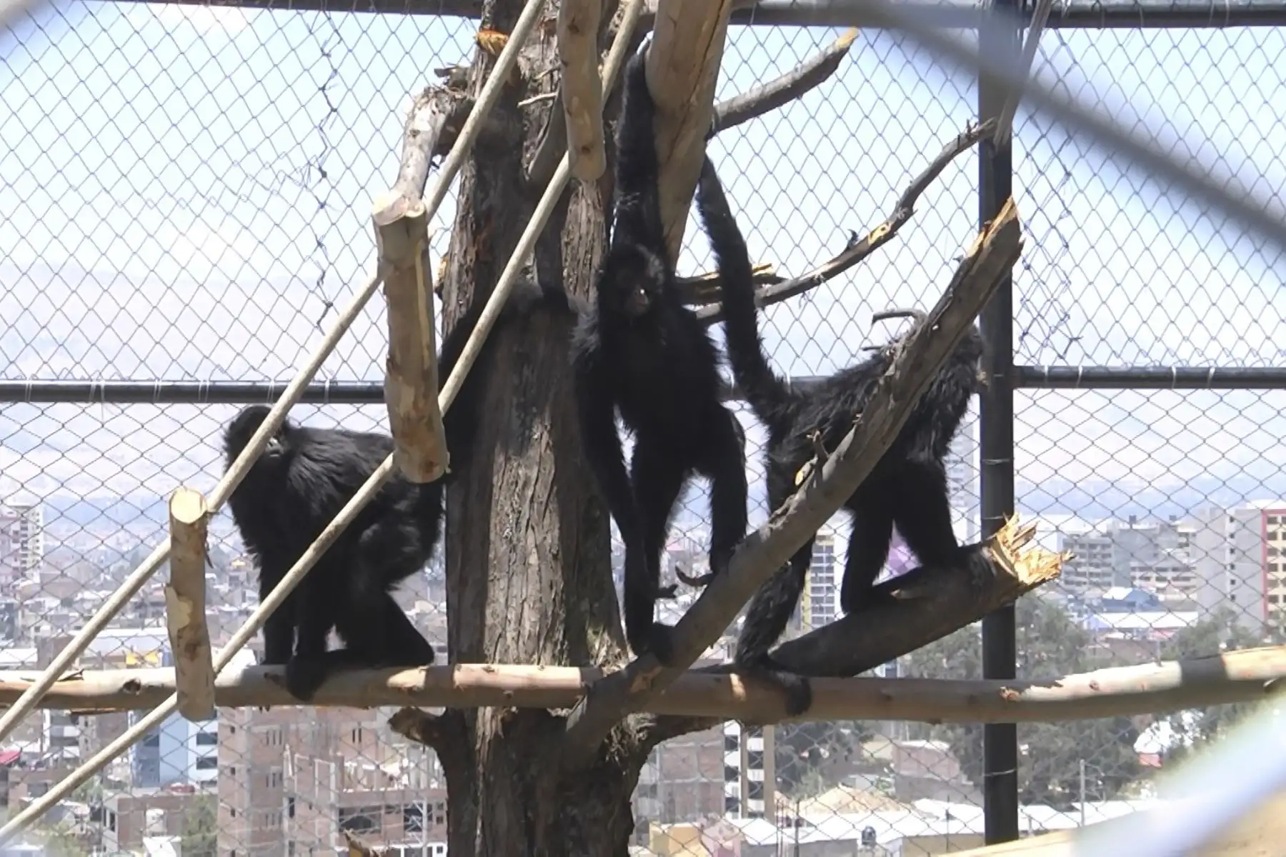 Seis inquietos monos maquisapas cuentan con nuevos ambientes en el zoológico municipal de Huancayo. Foto: ANDINA/Difusión