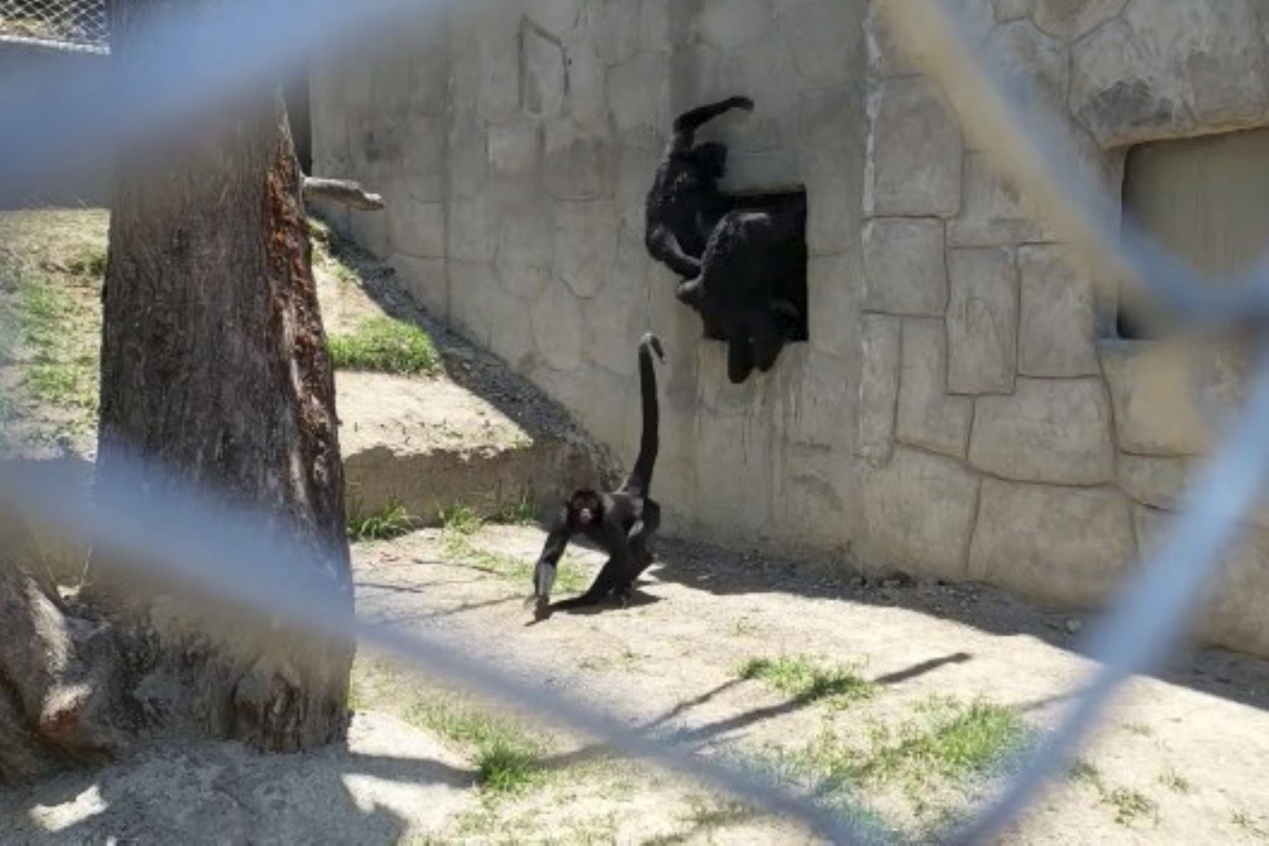 Seis inquietos monos maquisapas cuentan con nuevos ambientes en el zoológico municipal de Huancayo. Foto: ANDINA/Difusión