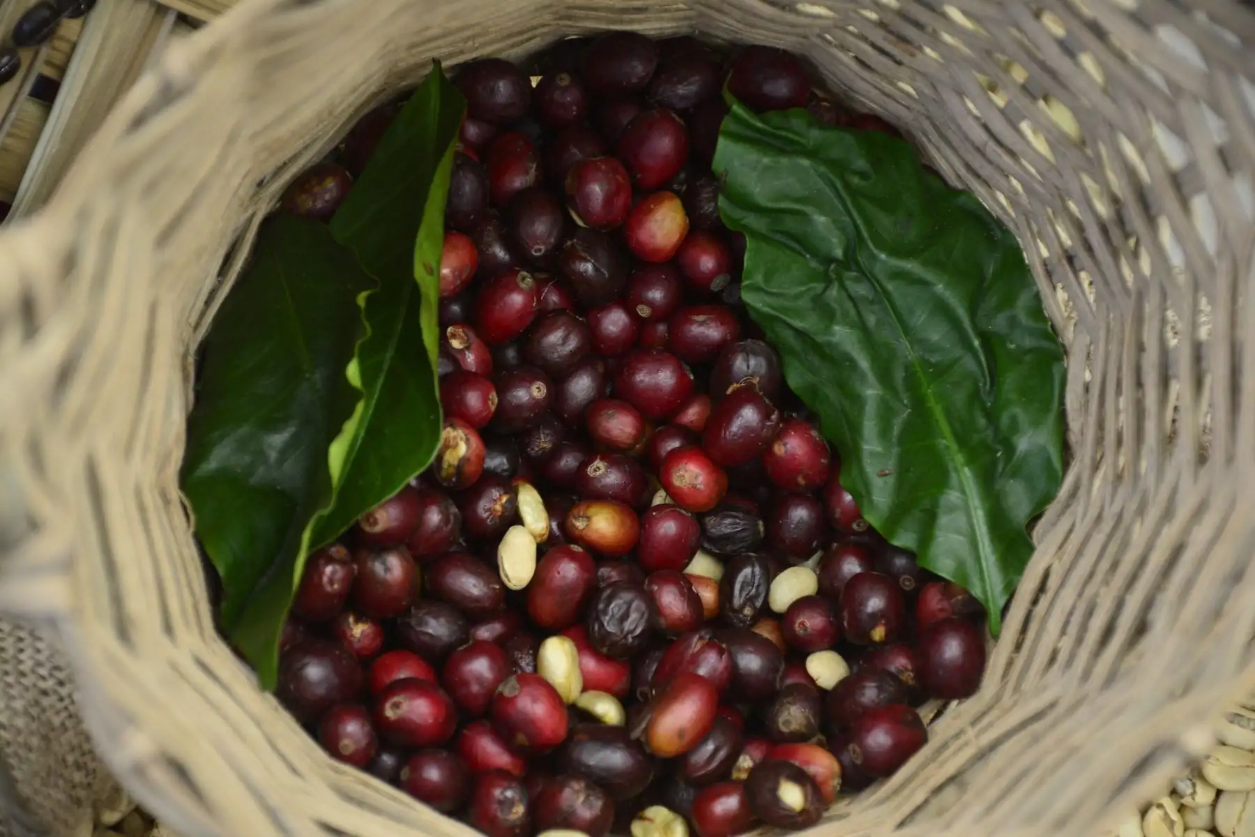 El ministro de Comercio Exterior y Turismo, Roberto Sánchez, clausuró la VI Feria Internacional de Cafés Especiales-FICAFÉ 2022, que se desarrolló en la región Ayacucho. Foto: ANDINA/Mincetur