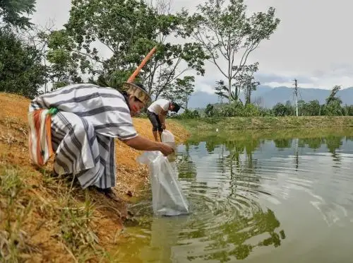 Productores indígenas de la comunidad de Sampantuario, ubicada en el Vraem, recibieron 29,000 alevinos de paco para emprender pequeños negocios de parte de Devida. ANDINA/Difusión