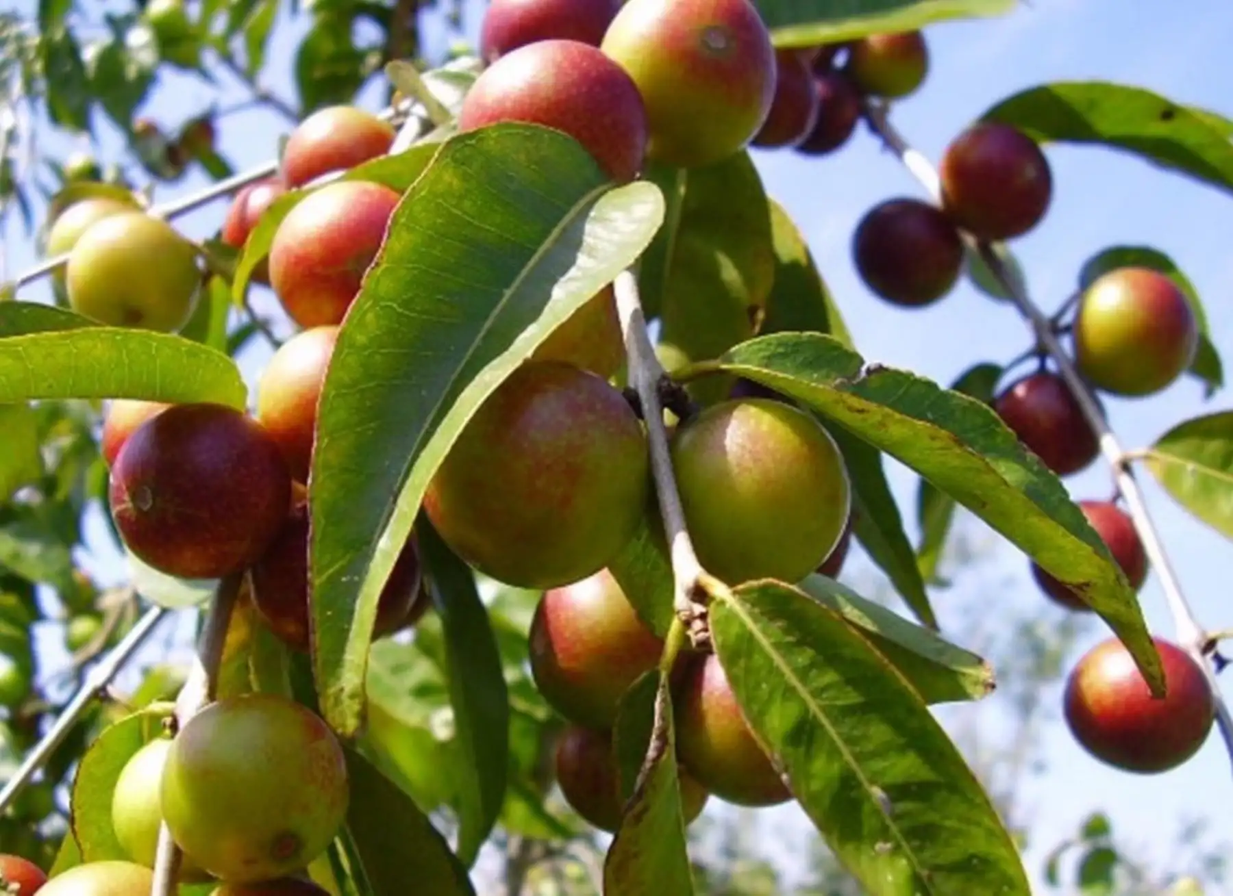 Inacal elaboró la norma técnica que establece los estándares de calidad que se aplica a la cadena productiva del camu camu, el superfruto amazónico que destaca por su alto contenido de vitamina C.