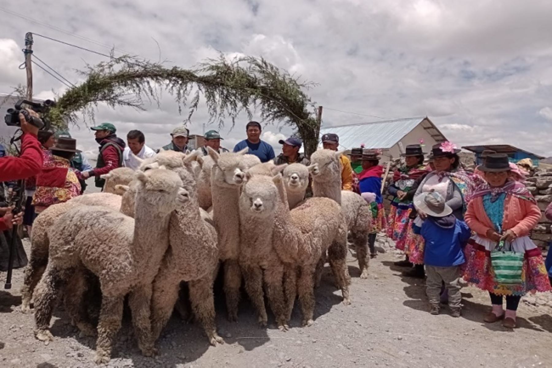 Proyecto “Mejoramiento de la cobertura de servicios para el incremento del valor genético de alpacas en las regiones de Arequipa, Puno, Cusco, Huancavelica, Ayacucho, Pasco, Junín y Apurímac”inició el 2 de noviembre.
