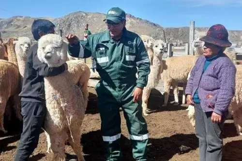 Con gran éxito se desarrolla el proyecto "Mejoramiento de la cobertura de servicios para el incremento del valor genético de alpacas 2022”. Foto: Midagri