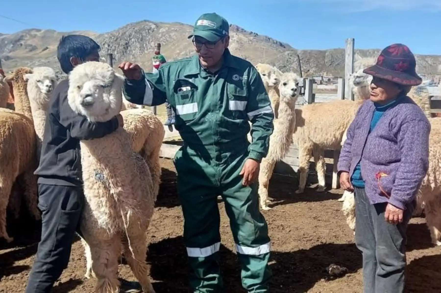 Con gran éxito se desarrolla el proyecto "Mejoramiento de la cobertura de servicios para el incremento del valor genético de alpacas 2022”. Foto: Midagri