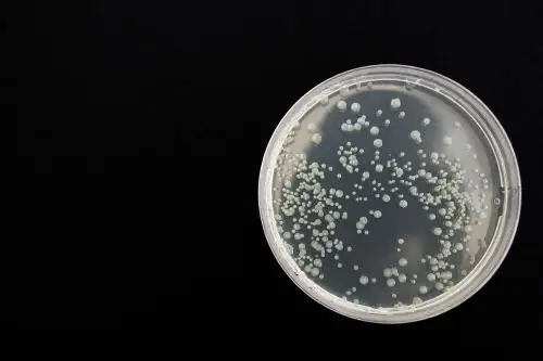 Se hallaron bacterias resistentes en todos los animales muestreados, según la investigación de UCSUR.