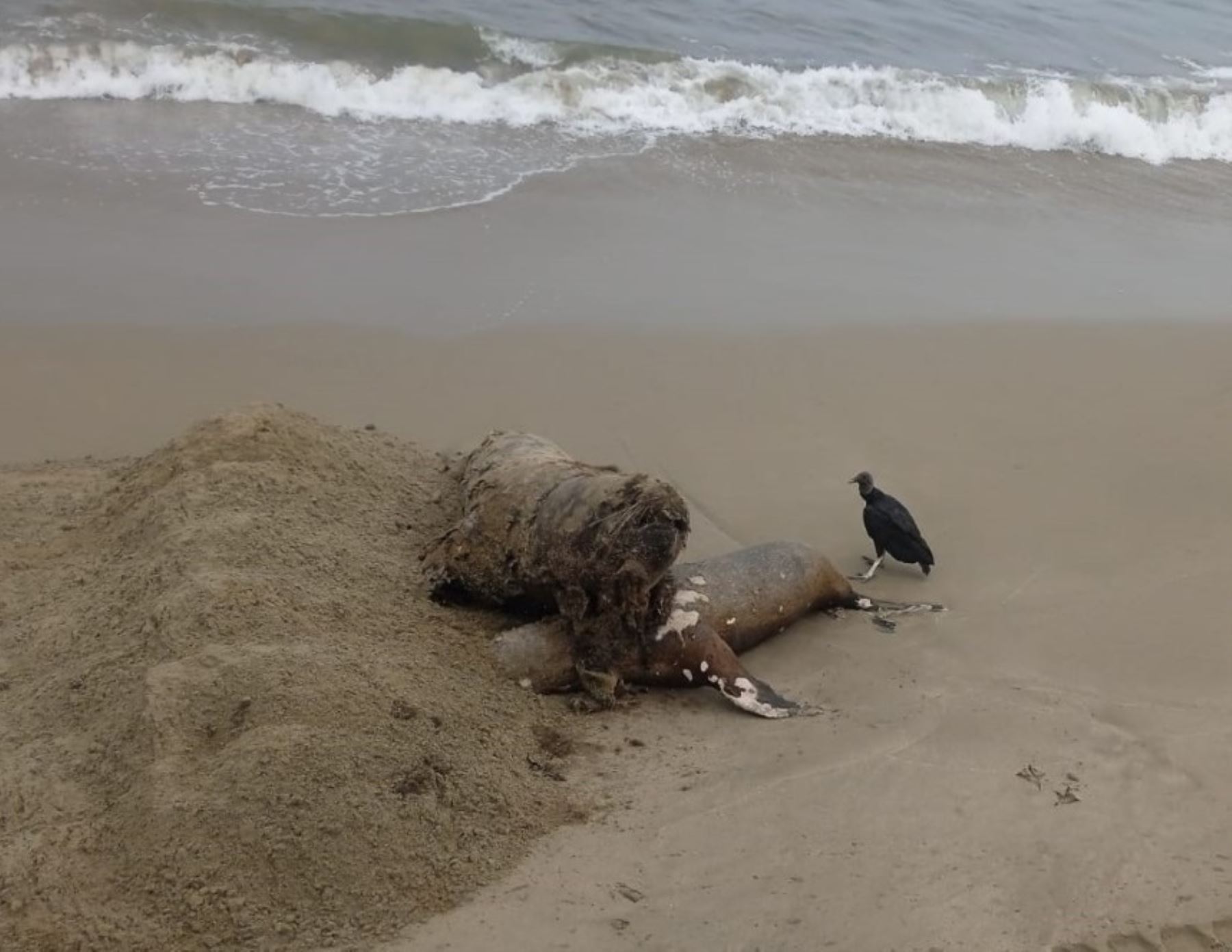 Reportan decenas de lobos marinos y otras especies muertos en playas de los distritos de Zorritos y Canoas de Punta Sal, en Tumbes.  Foto: ANDINA/difusión.