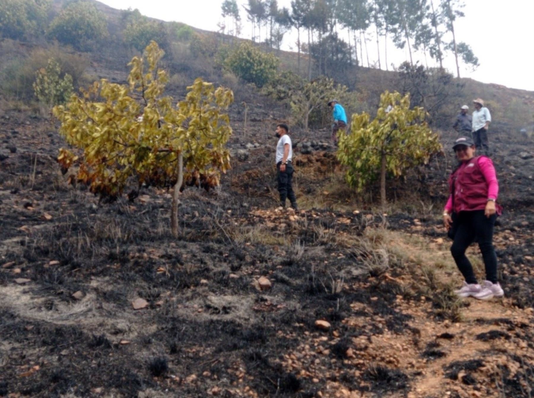 Un incendio forestal genera daños en plantones de palta y pastos naturales en la provincia de Yungay, región Áncash. Foto: ANDINA/difusión.