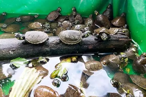 Conoce la iniciativa que impulsa la conservación de las tortuga taricaya en Loreto, una especie que se encontraba en peligro de extinción.