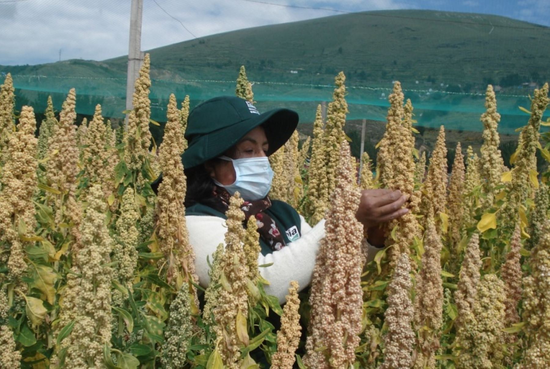 La nueva variedad de quinua INIA 446 Atipaq, que destaca por su alto rendimiento y capacidad productiva, notable aporte nutricional y mejor resistencia al estrés hídrico provocado en la agricultura por el cambio climático, ha sido desarrollada con éxito por investigadores del Instituto Nacional de Innovación Agraria en la Estación Experimental Agraria ILLPA, ubicada en la región Puno.