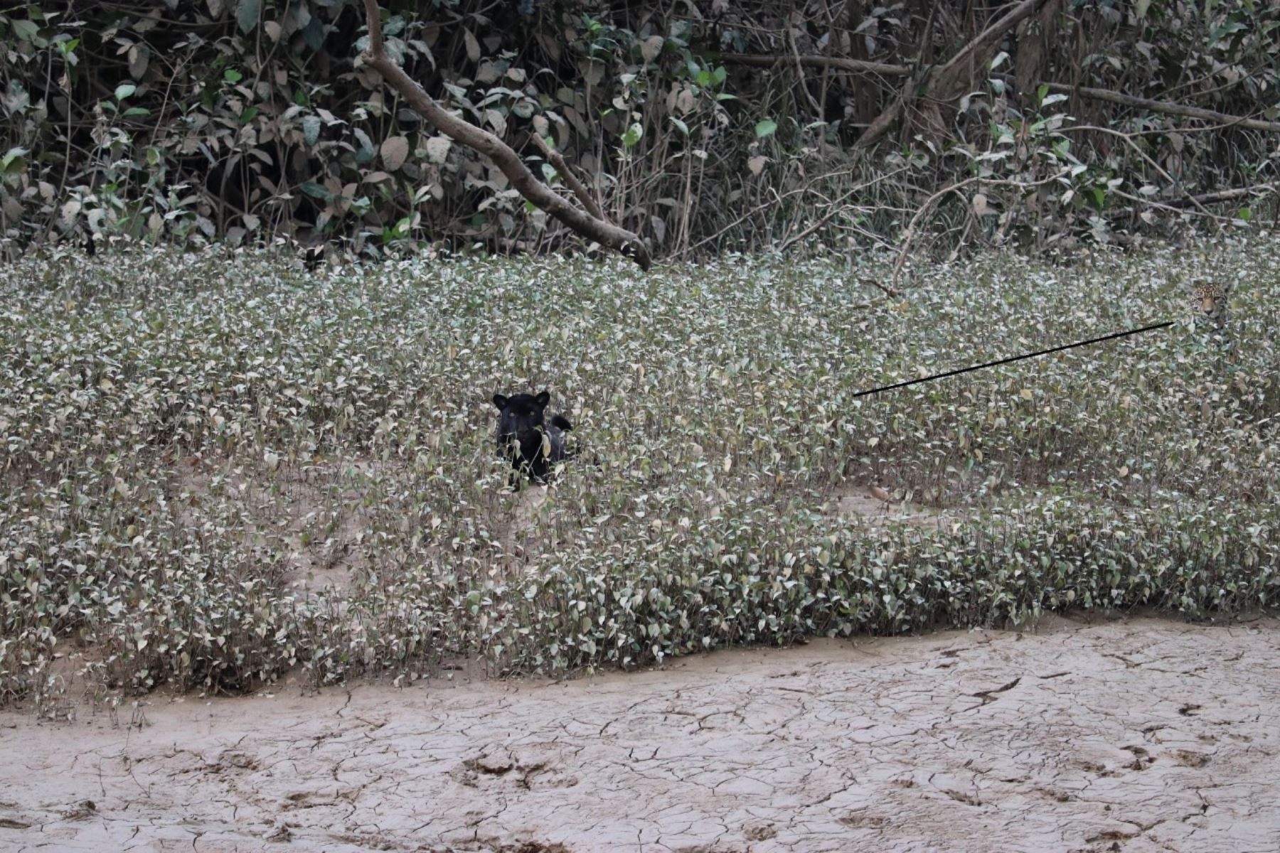 El jaguar negro es uno de los habitantes del parque nacional Yaguas, en Loreto. ANDINA/Difusión