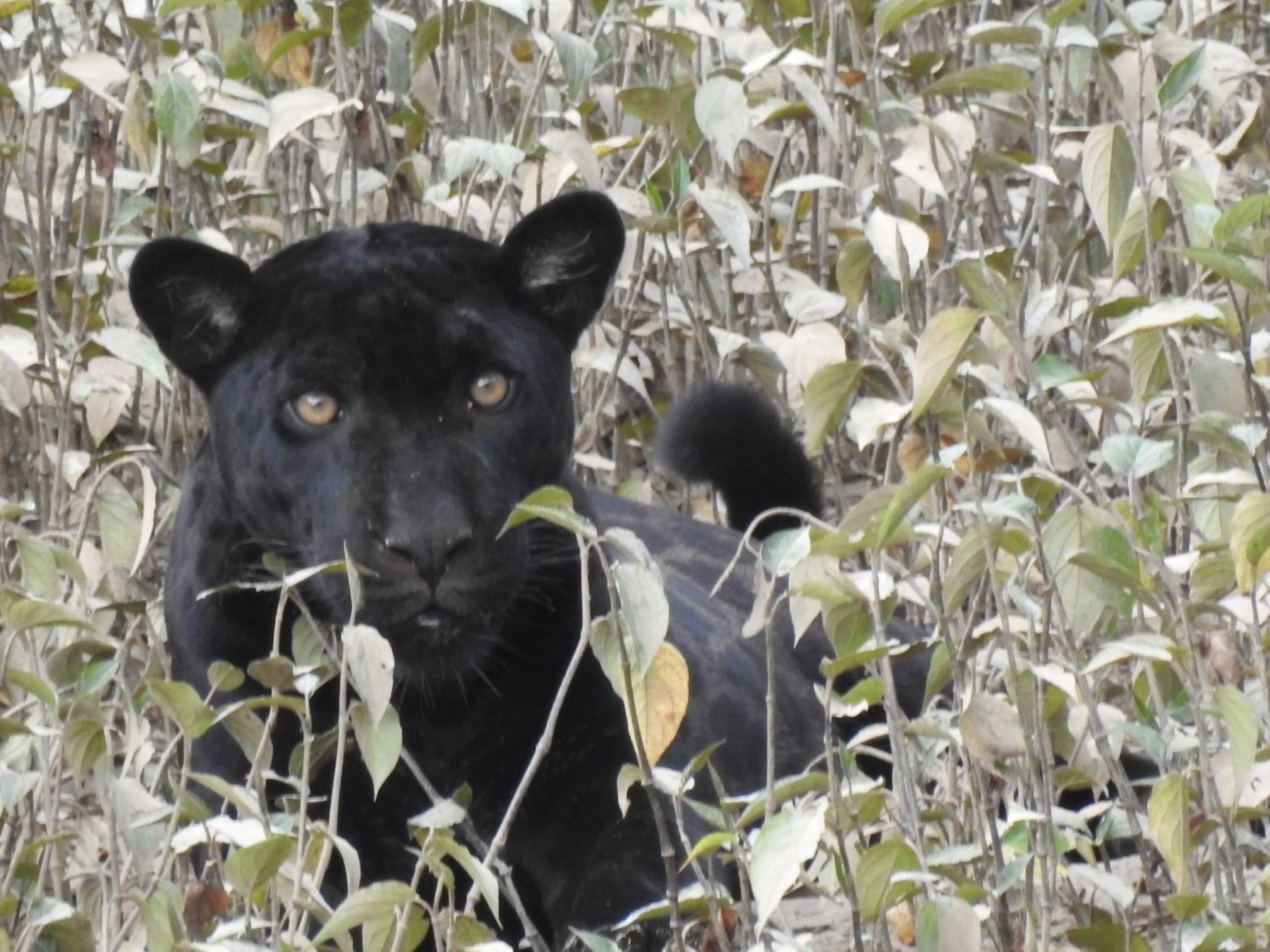 Reportan avistamiento de jaguar negro en el Parque Nacional Yaguas, área natural protegida ubicada en Loreto. ANDINA/Difusión