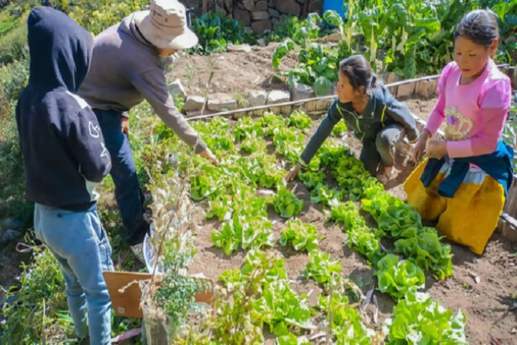 Foncodes cuenta con más de 13,000 yachachiq a escala nacional, quienes han contribuido con la atención de 334,550 hogares y han impulsado a 13,773 emprendimientos rurales inclusivos.