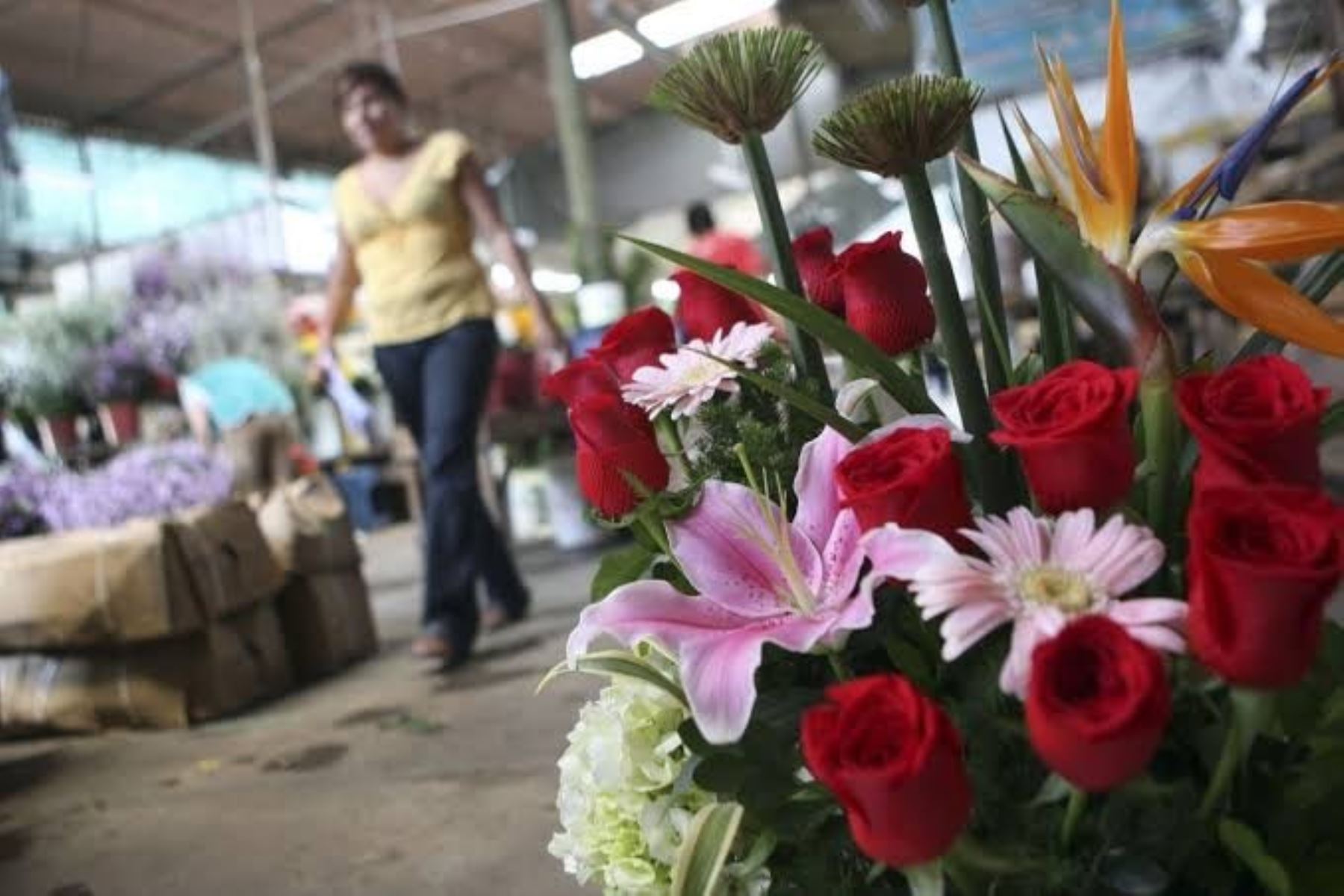 Aprueban norma de calidad que mejora comercialización de las rosas de corte  | Noticias | Agencia Peruana de Noticias Andina