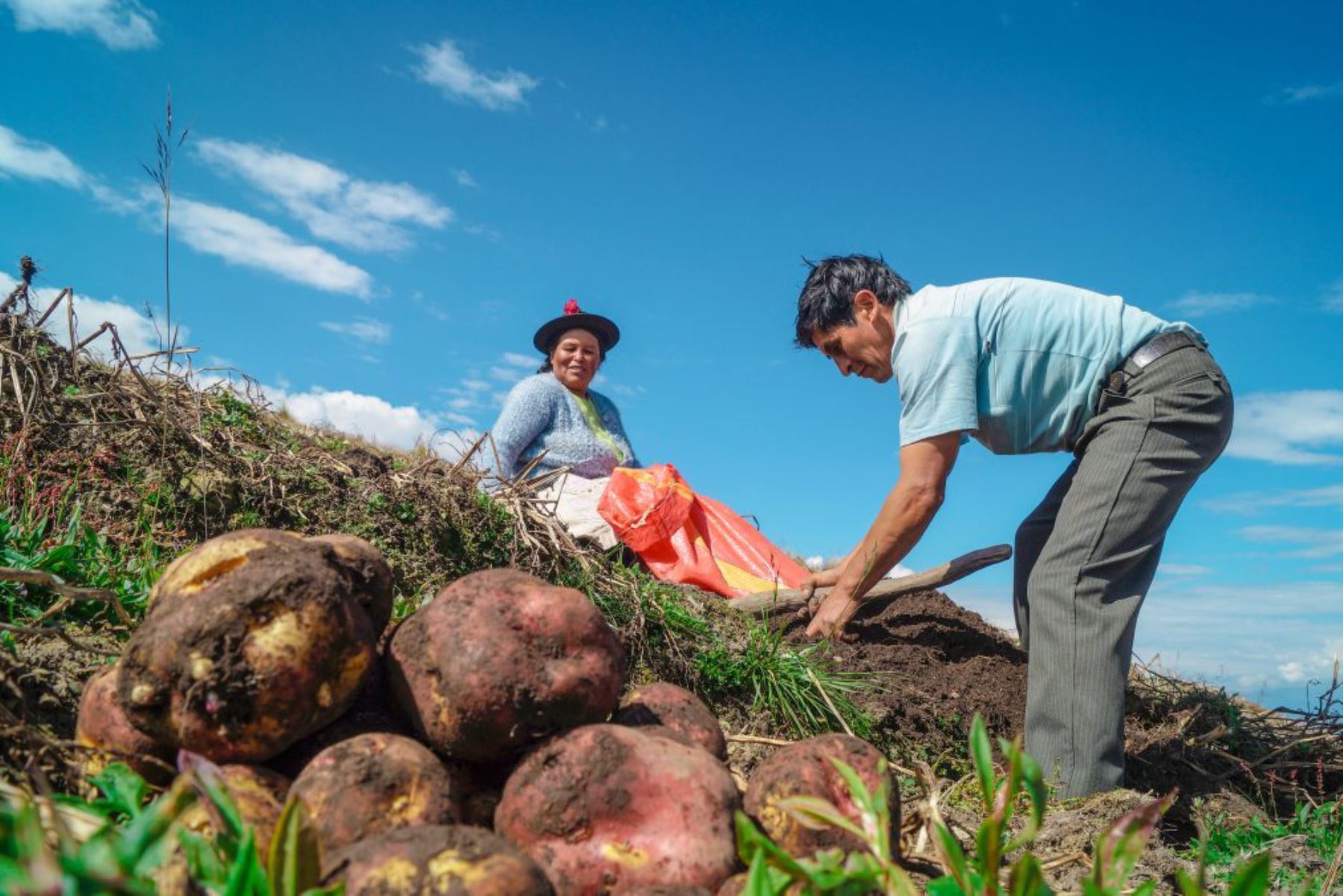 Productores de la agricultura familiar en plena faena. Foto: Midagri/Cortesía.